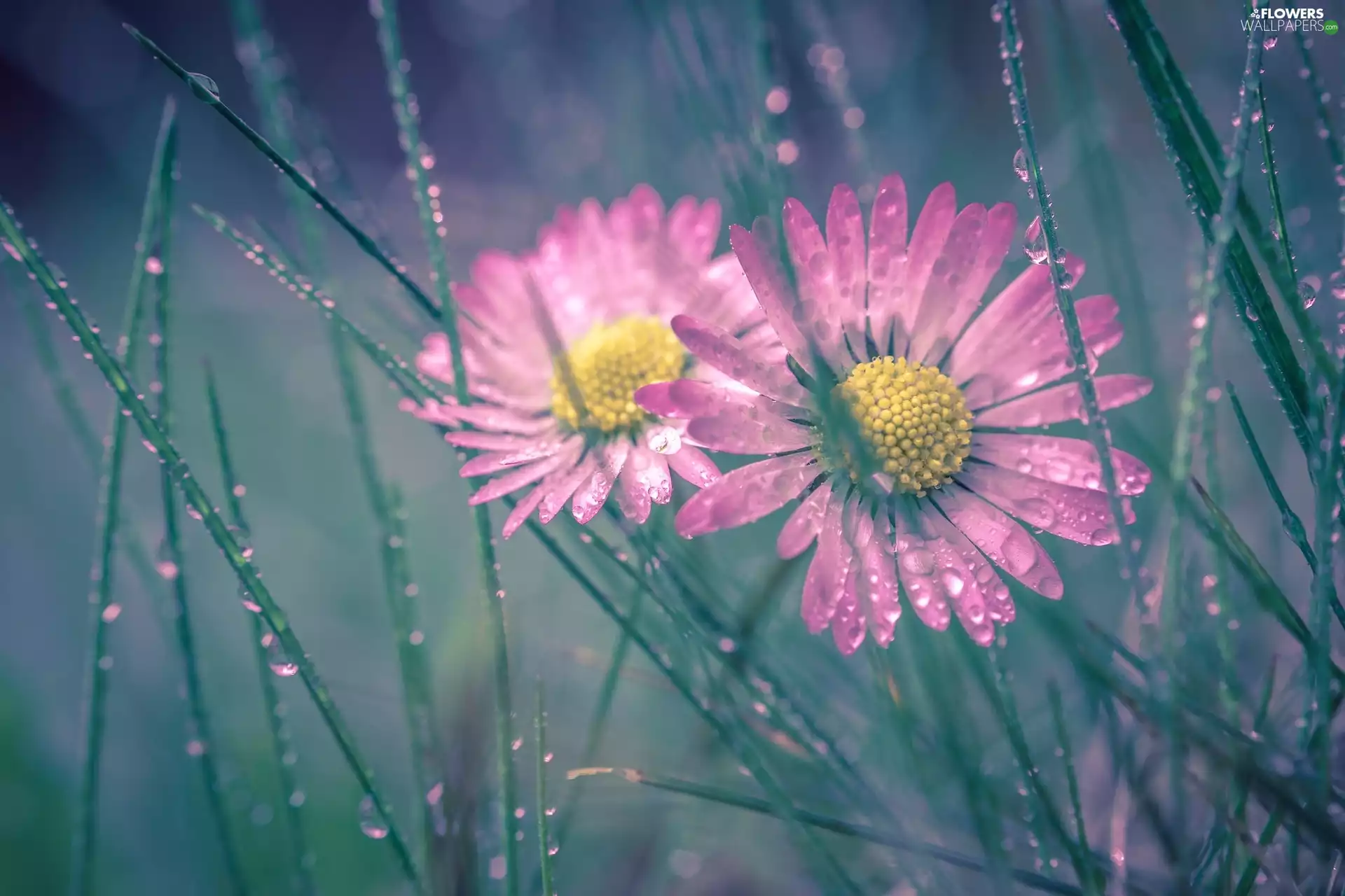 Pink, grass, dew, daisies