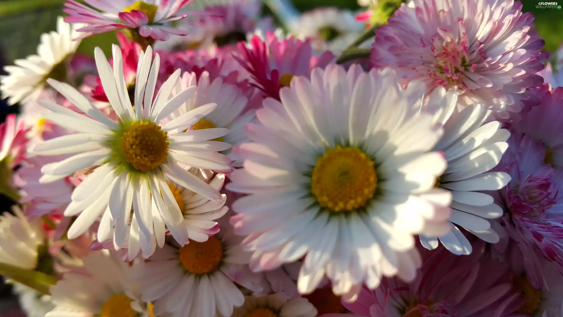daisies, white, Pink