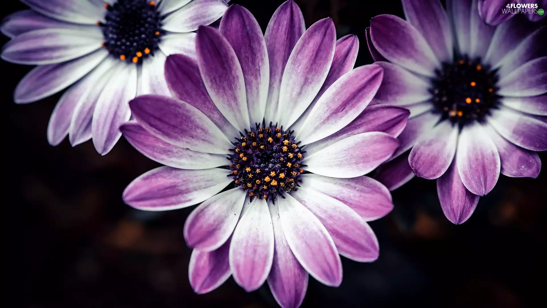 rapprochement, Flowers, African Daisies