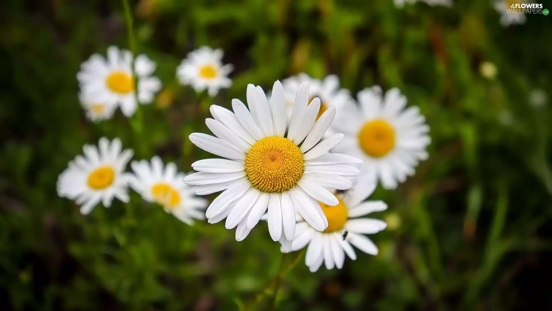daisies, Flowers, rapprochement