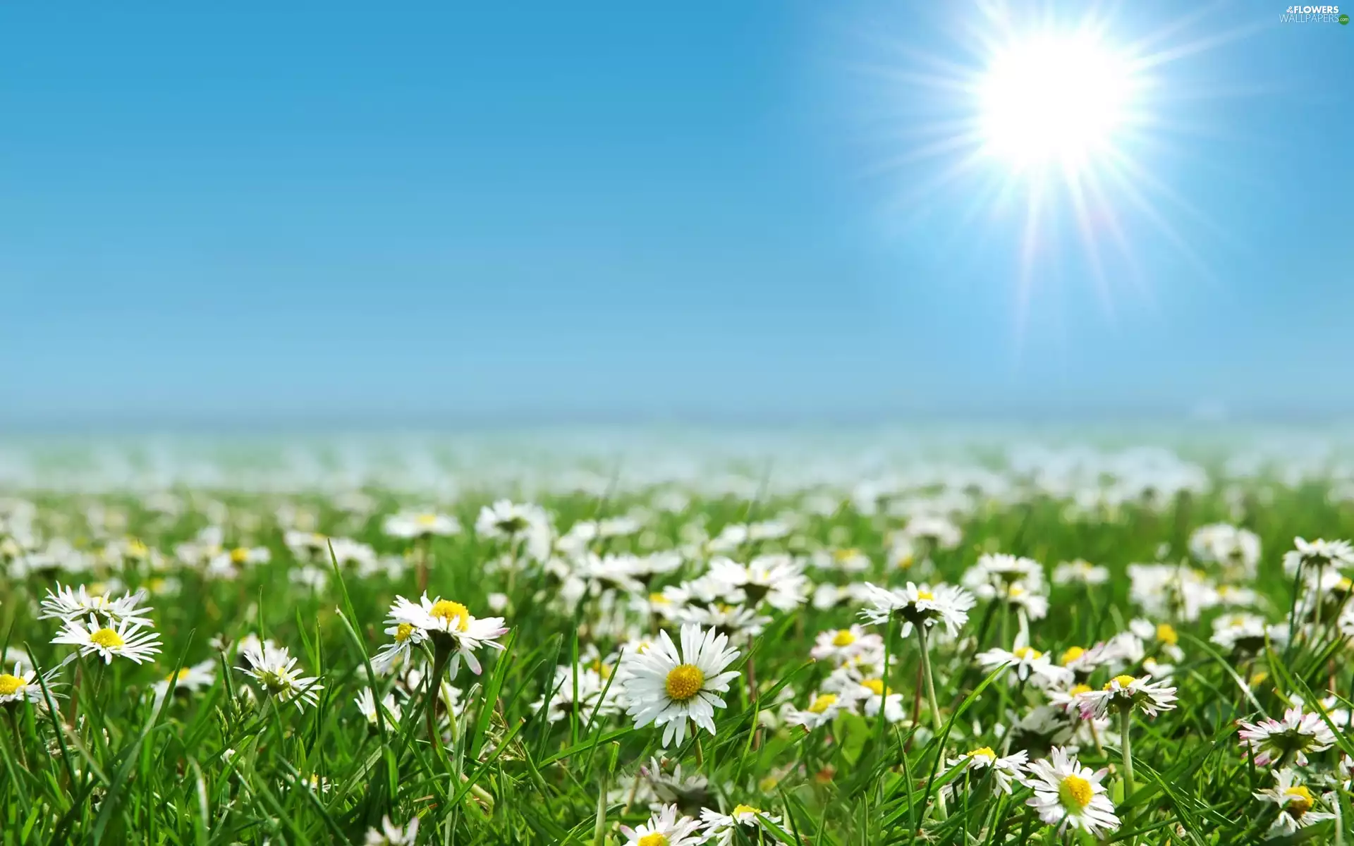 daisies, rays, sun