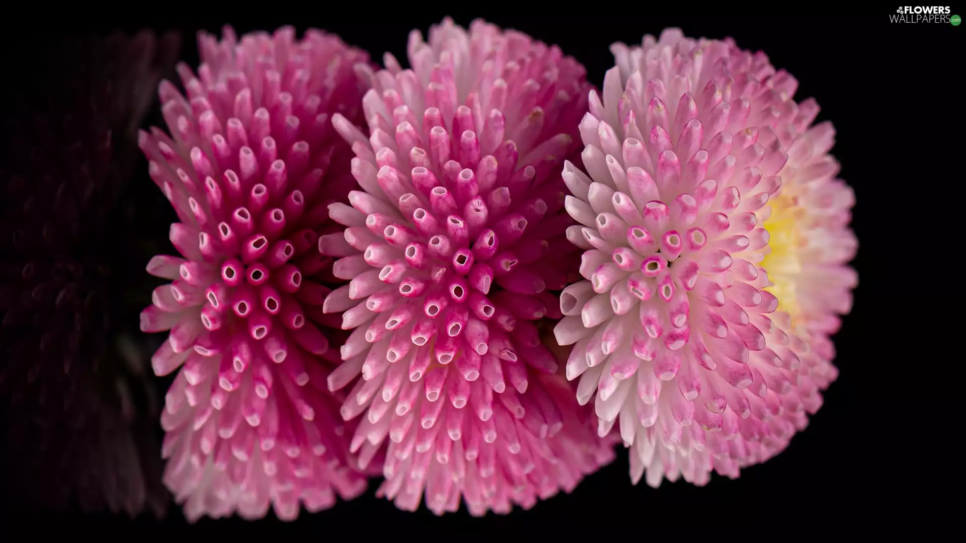 daisies, Flowers, Three
