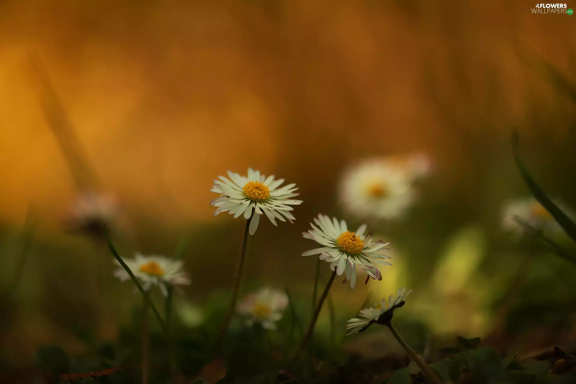 Two, Flowers, White, daisies