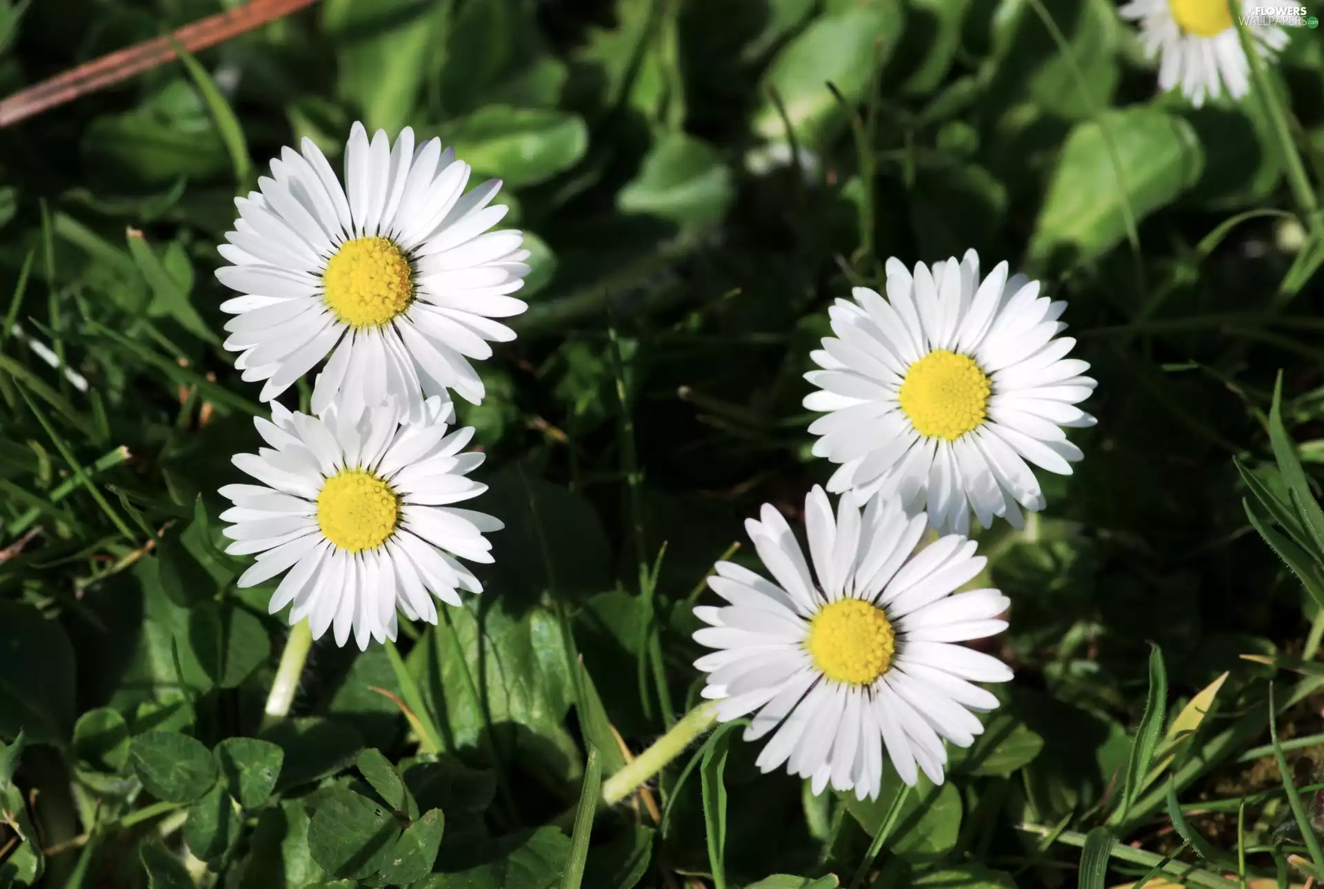 White, daisies