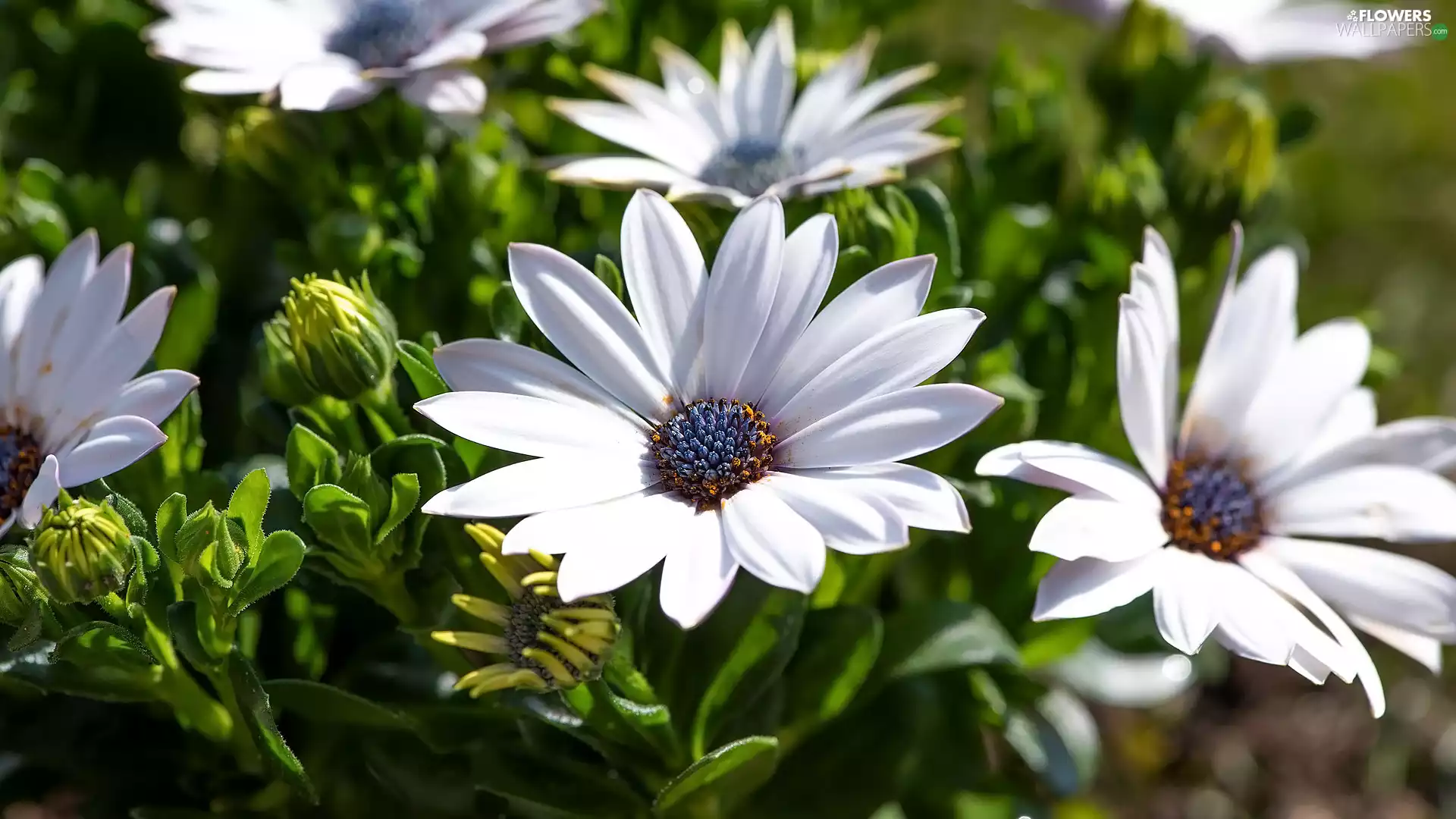 White, Flowers, African Daisies