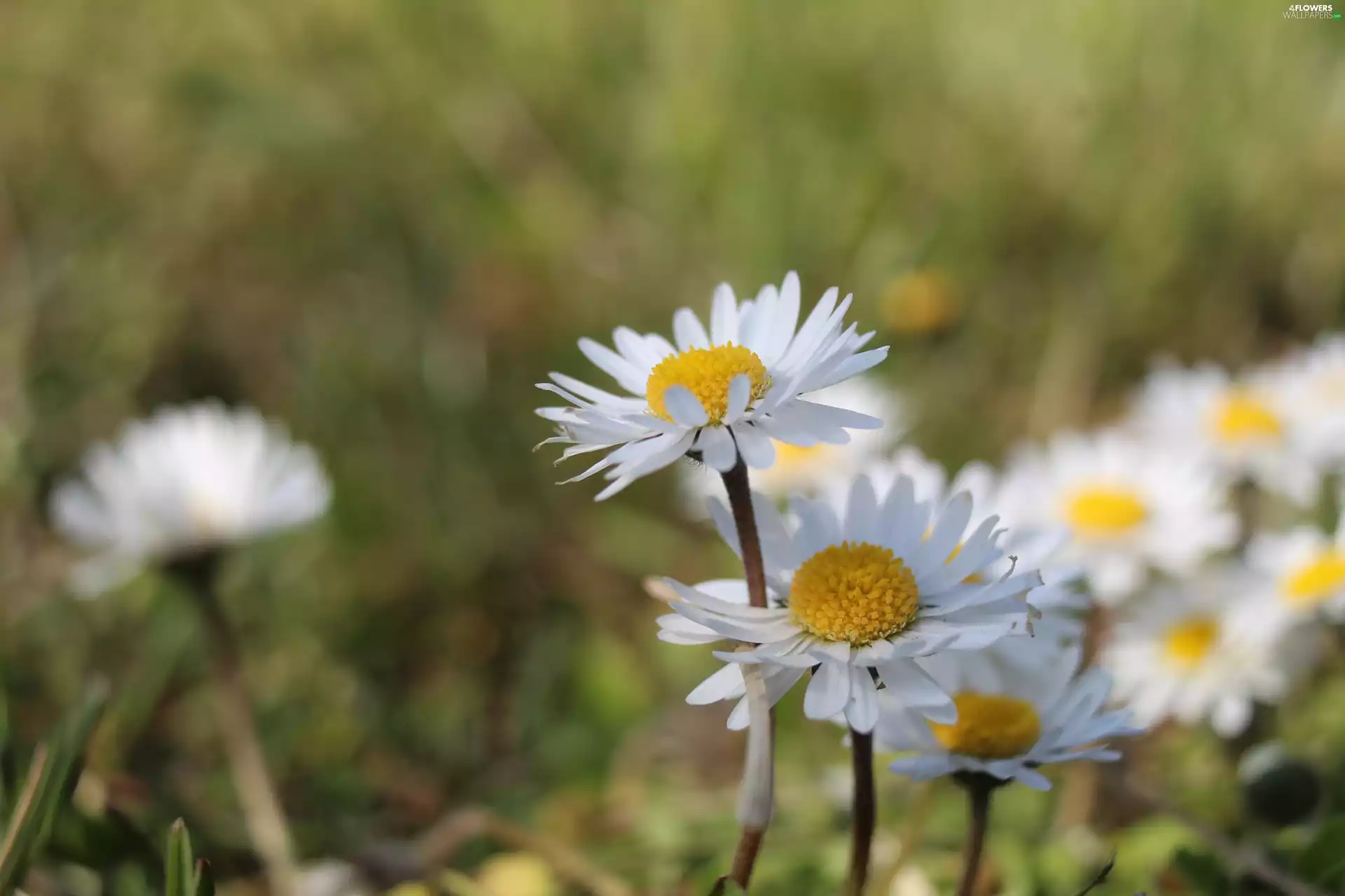 daisies, flourishing, White