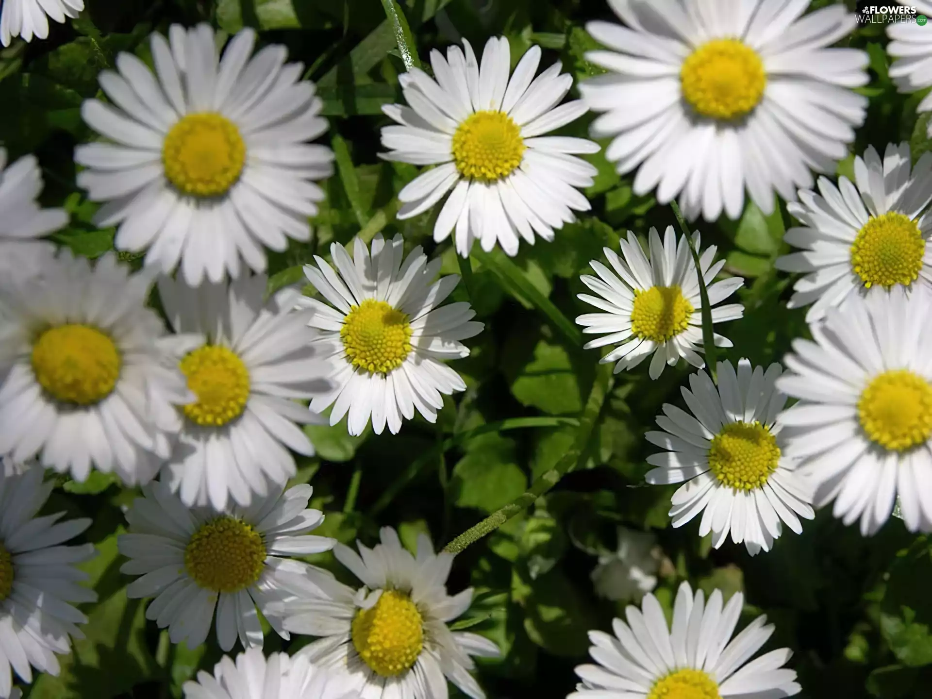 daisies, Flowers, White
