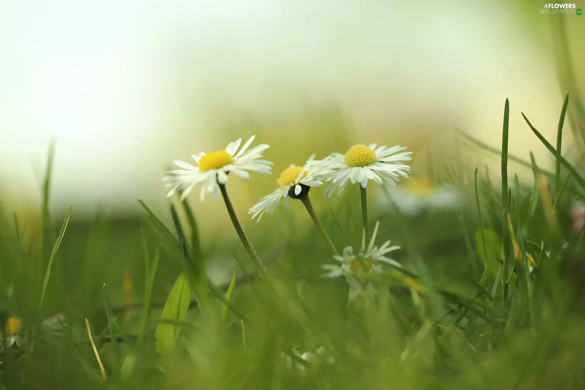 White, Flowers, grass, daisies