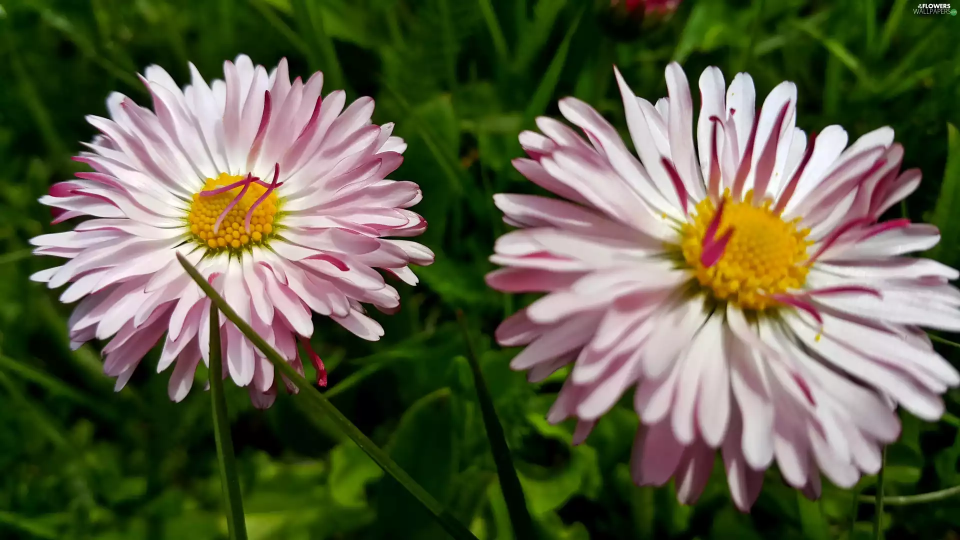 daisies, pink, White
