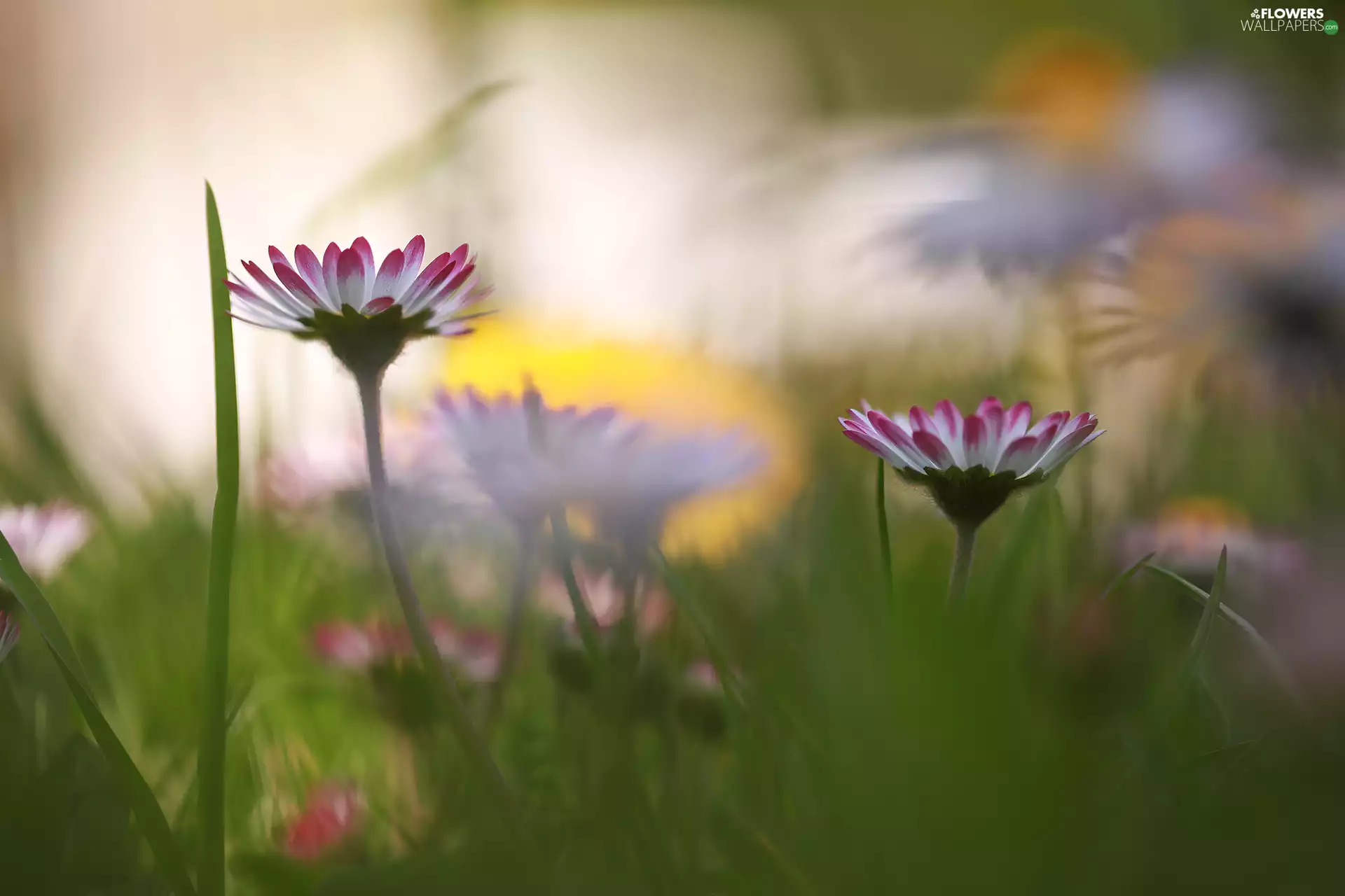 Flowers, daisies, white and pink
