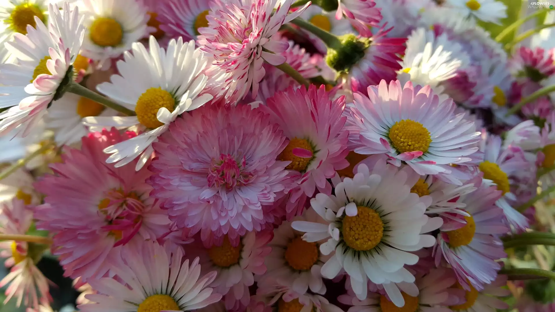 daisies, pink, White