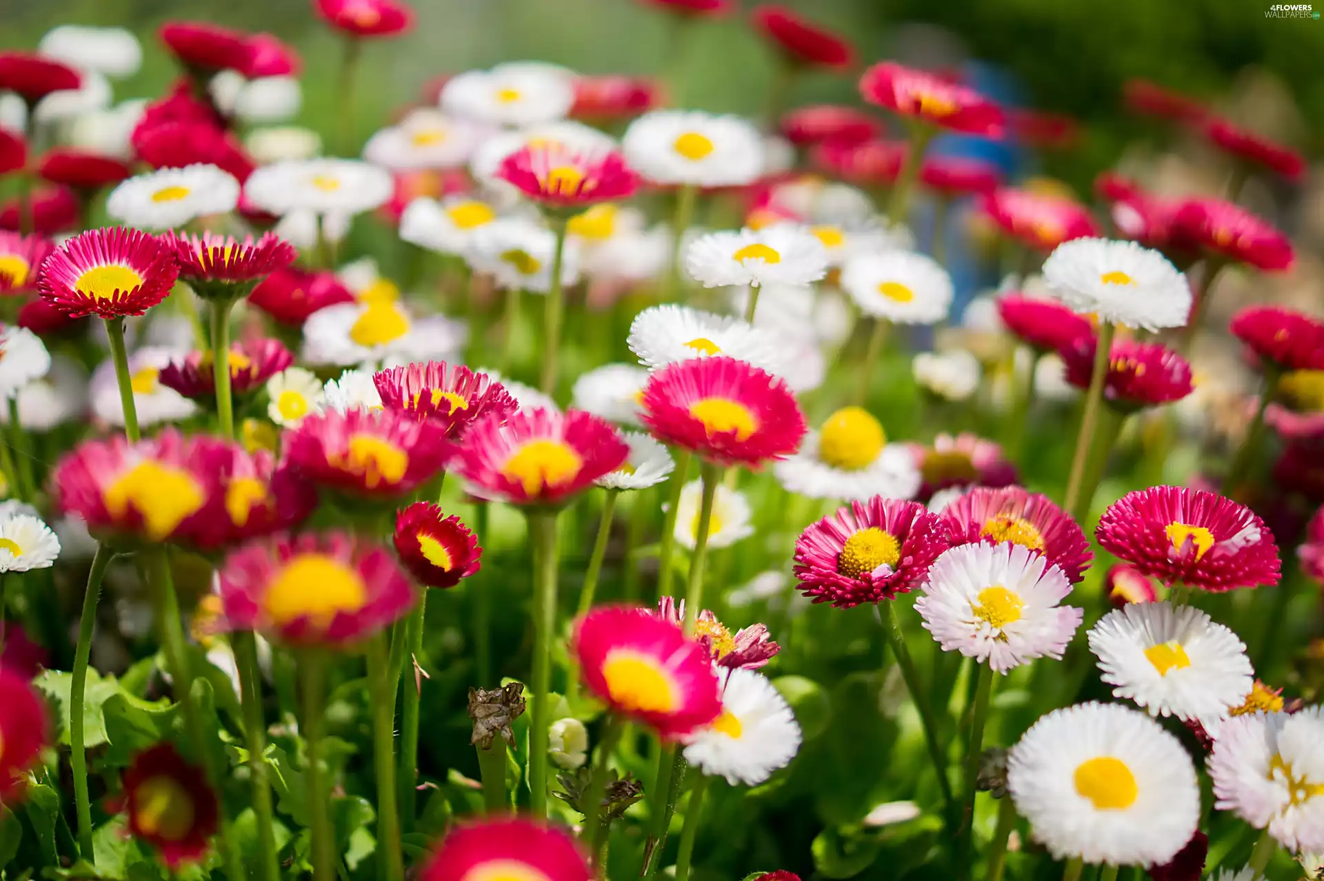 daisies, Red, White