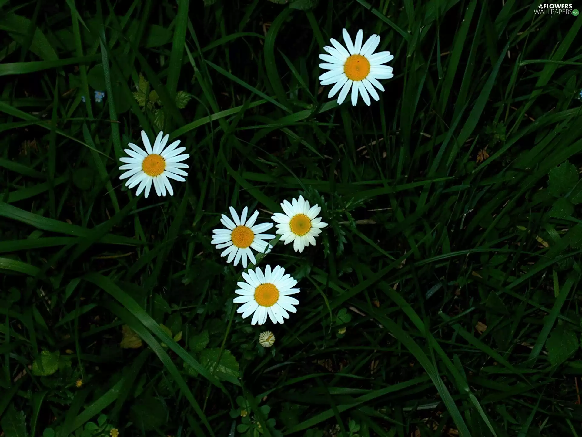 White and yellow, daisies