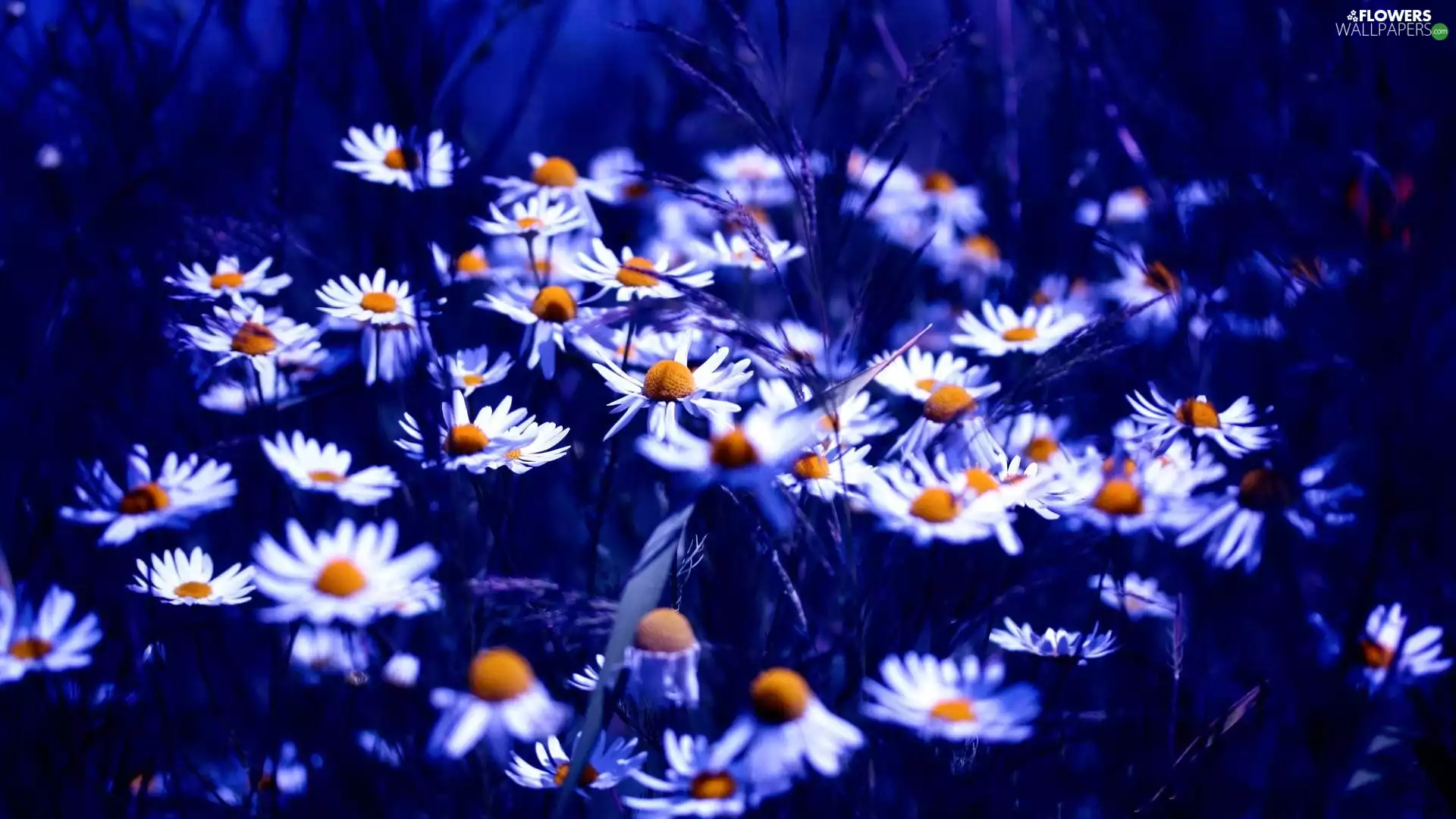 Chamomile Common, Flowers, Wildflowers