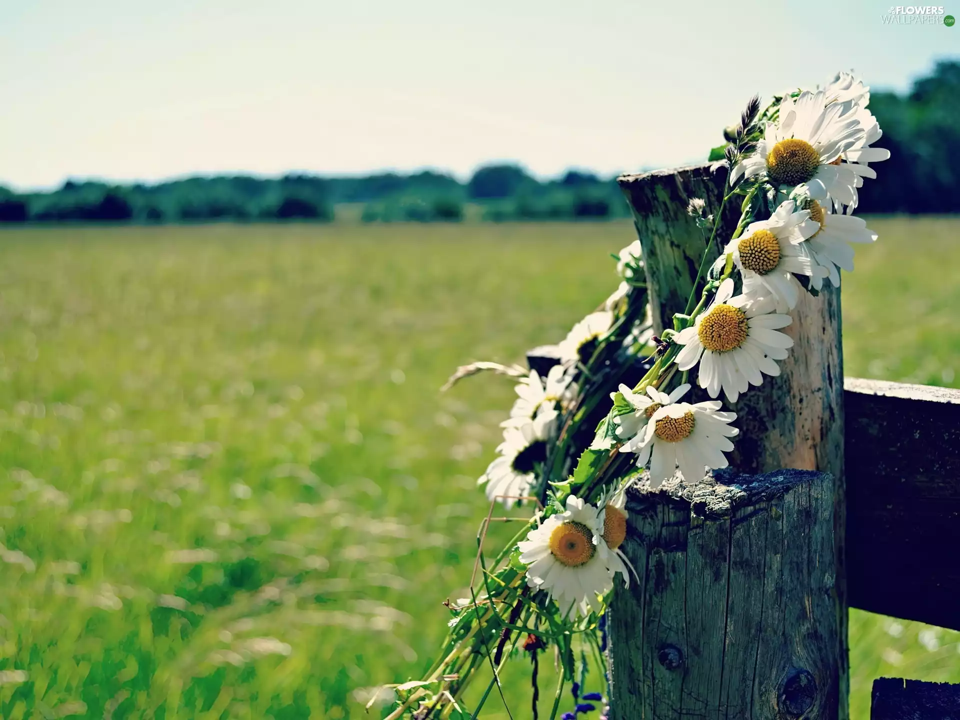 daisies, Meadow, wreath