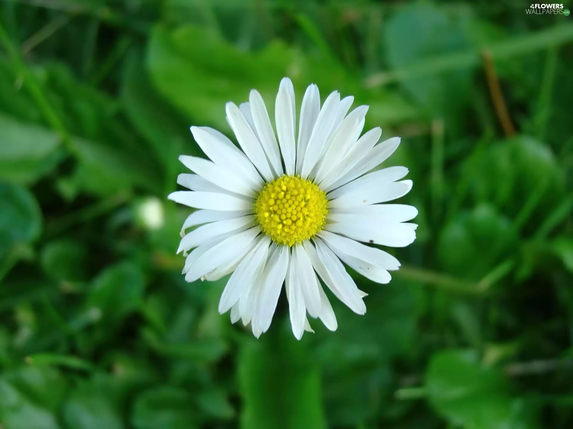 daisy