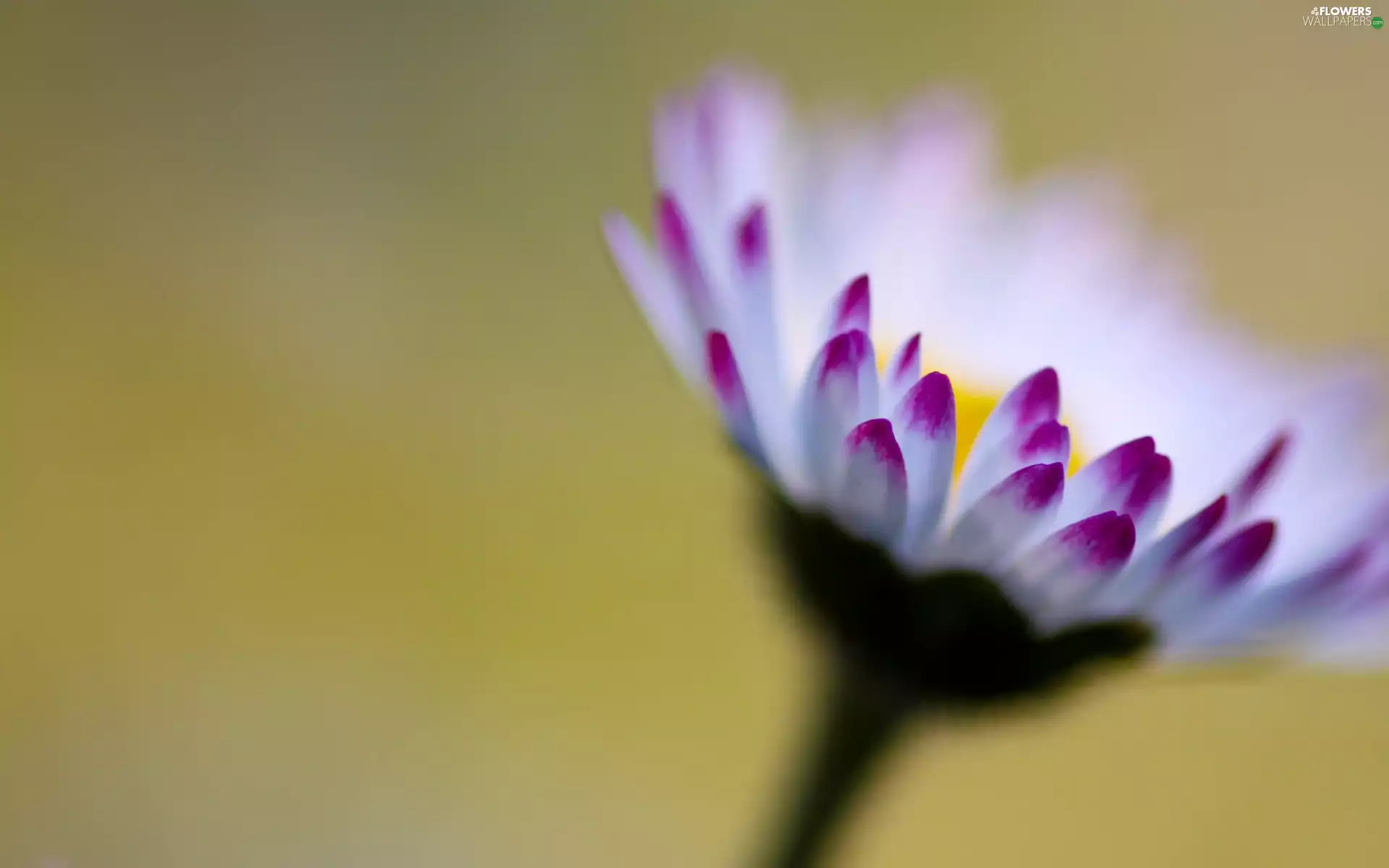daisy