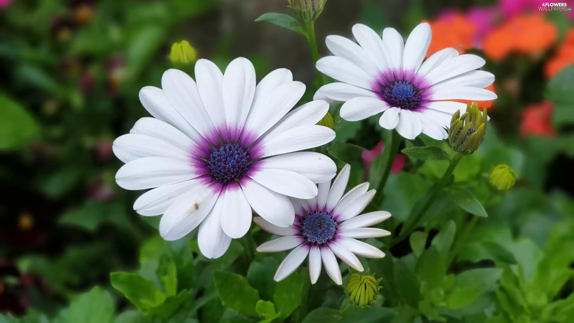 Flowers, Three, African Daisy, Leaf, Osteospermum, White