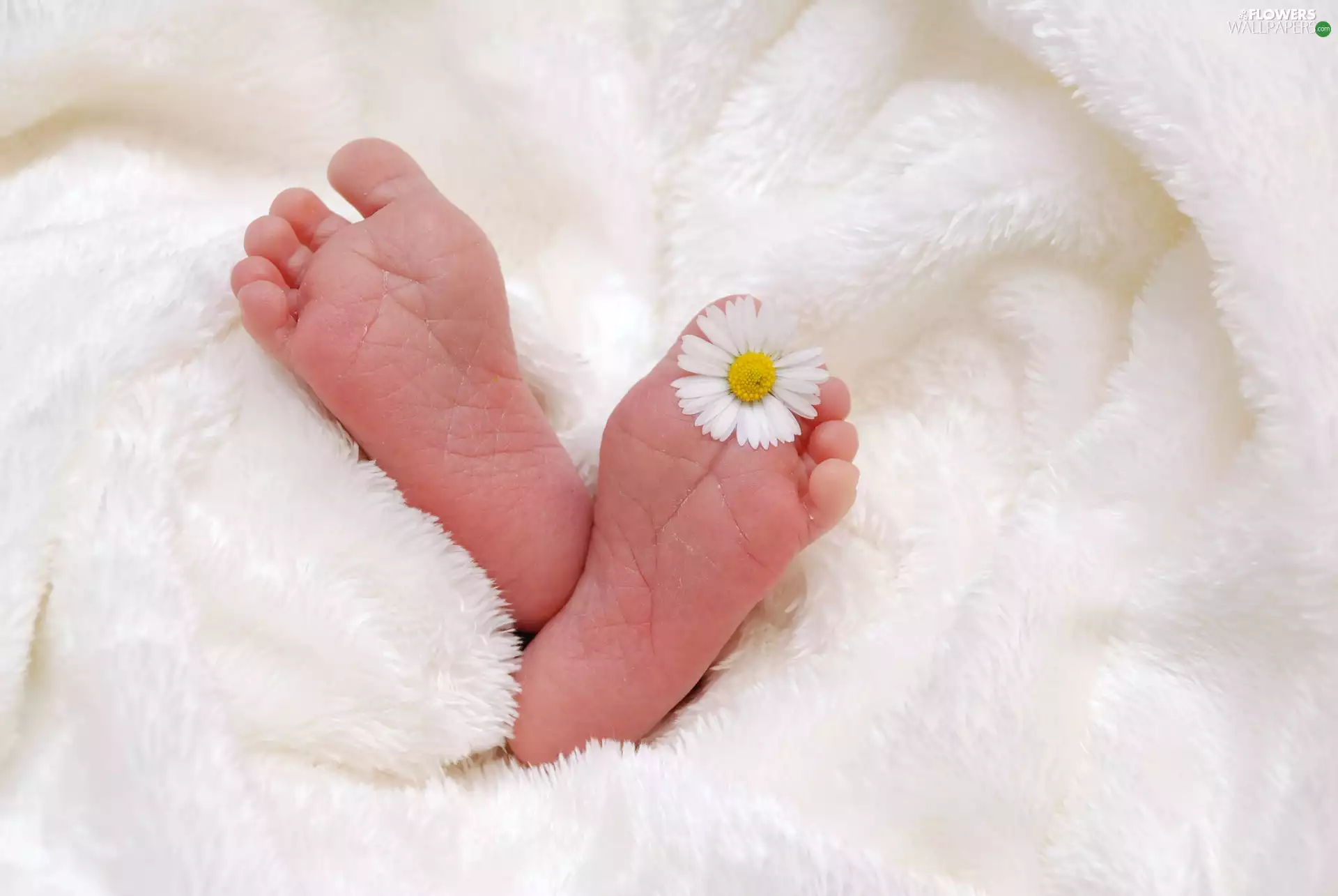 White, tootsy, Flower, daisy, Blanket, babe