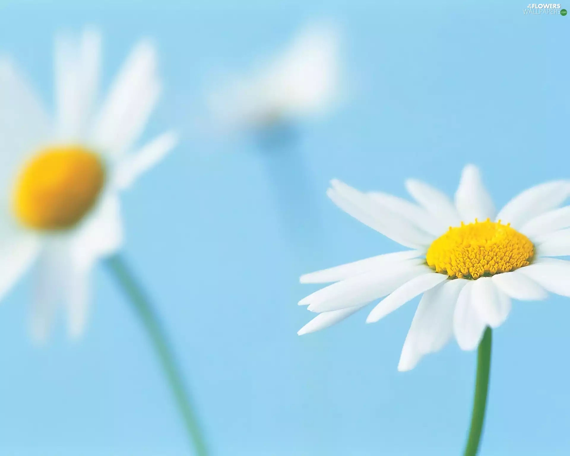 daisy, Blue, background