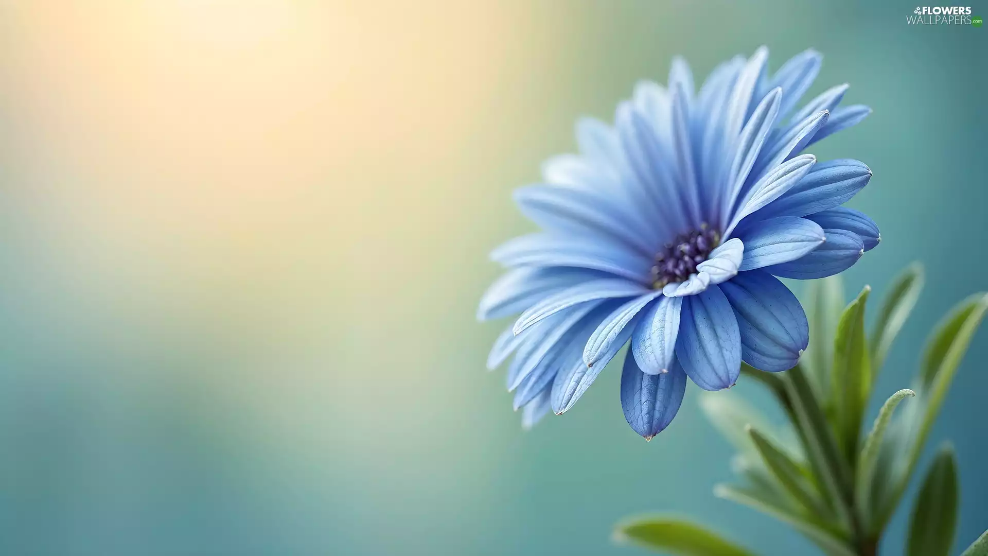 Colourfull Flowers, African Daisy, graphics, Blue