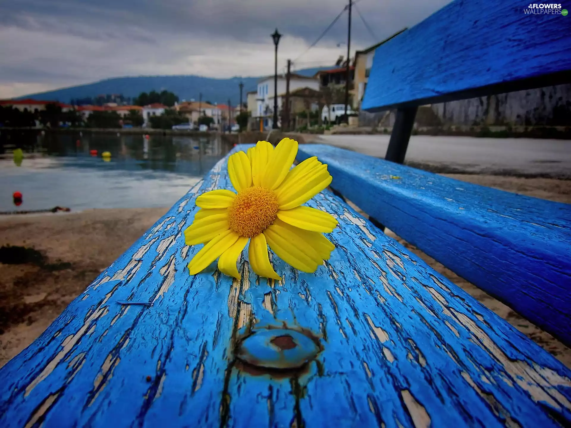 Blue, Yellow Honda, Daisy, Bench