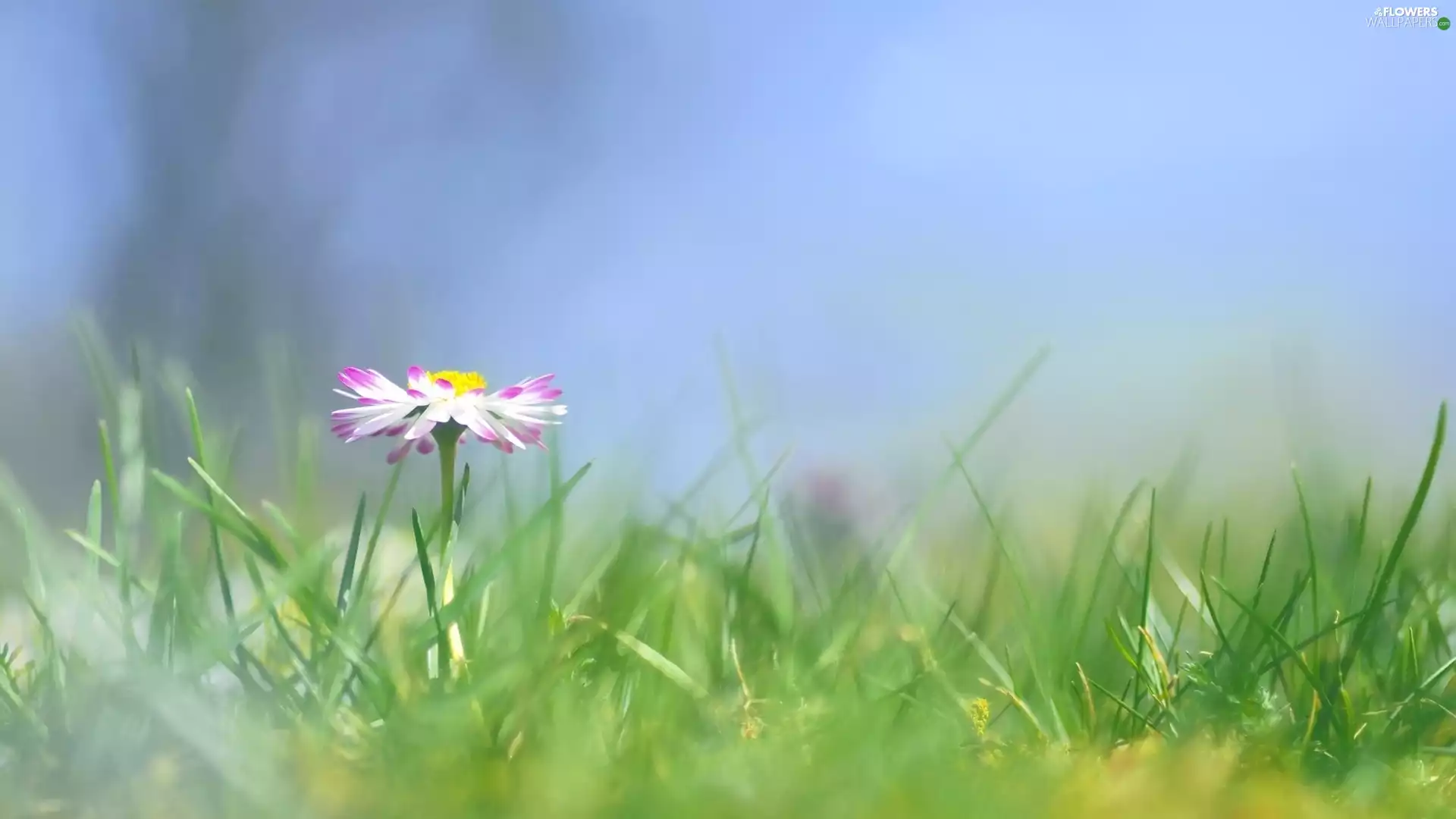 daisy, grass, blur, ##