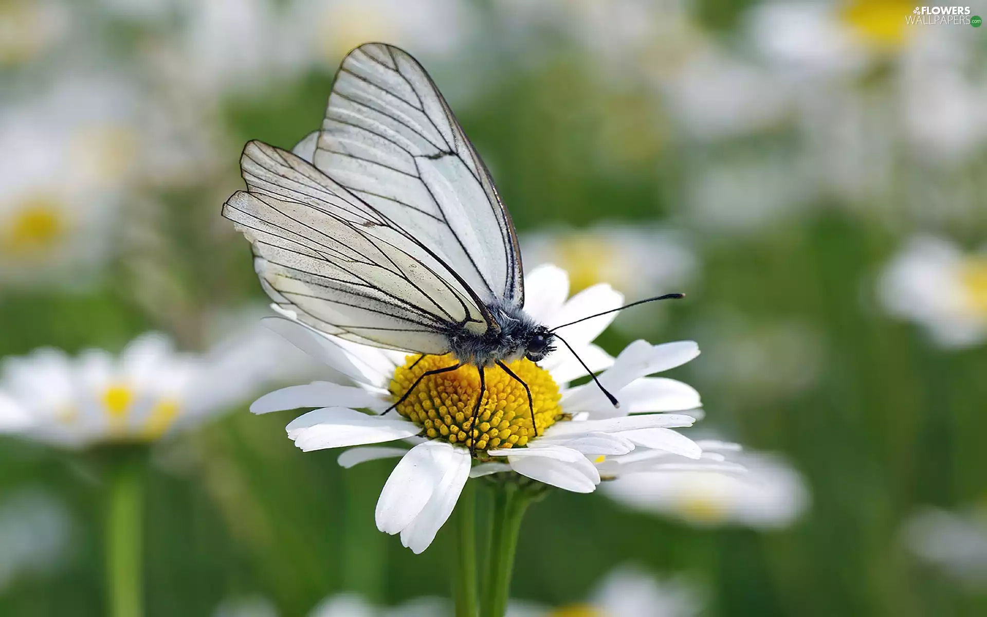 daisy, butterfly, butterfly