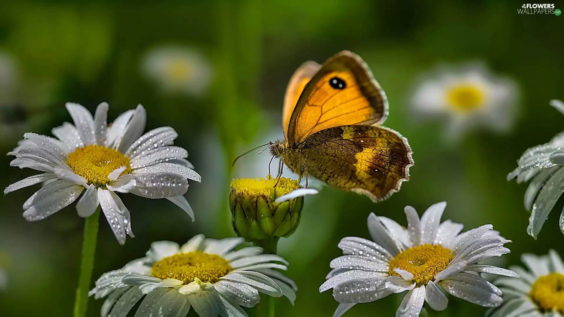 Daisy, butterfly