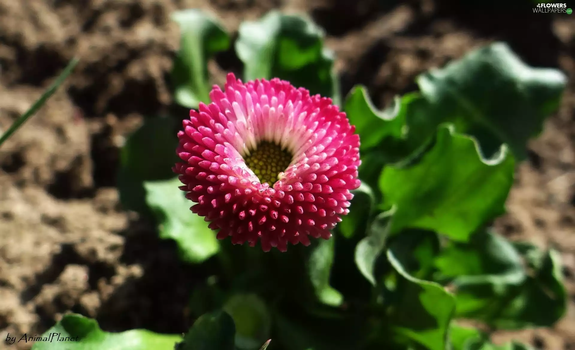 Close, Colourfull Flowers, daisy
