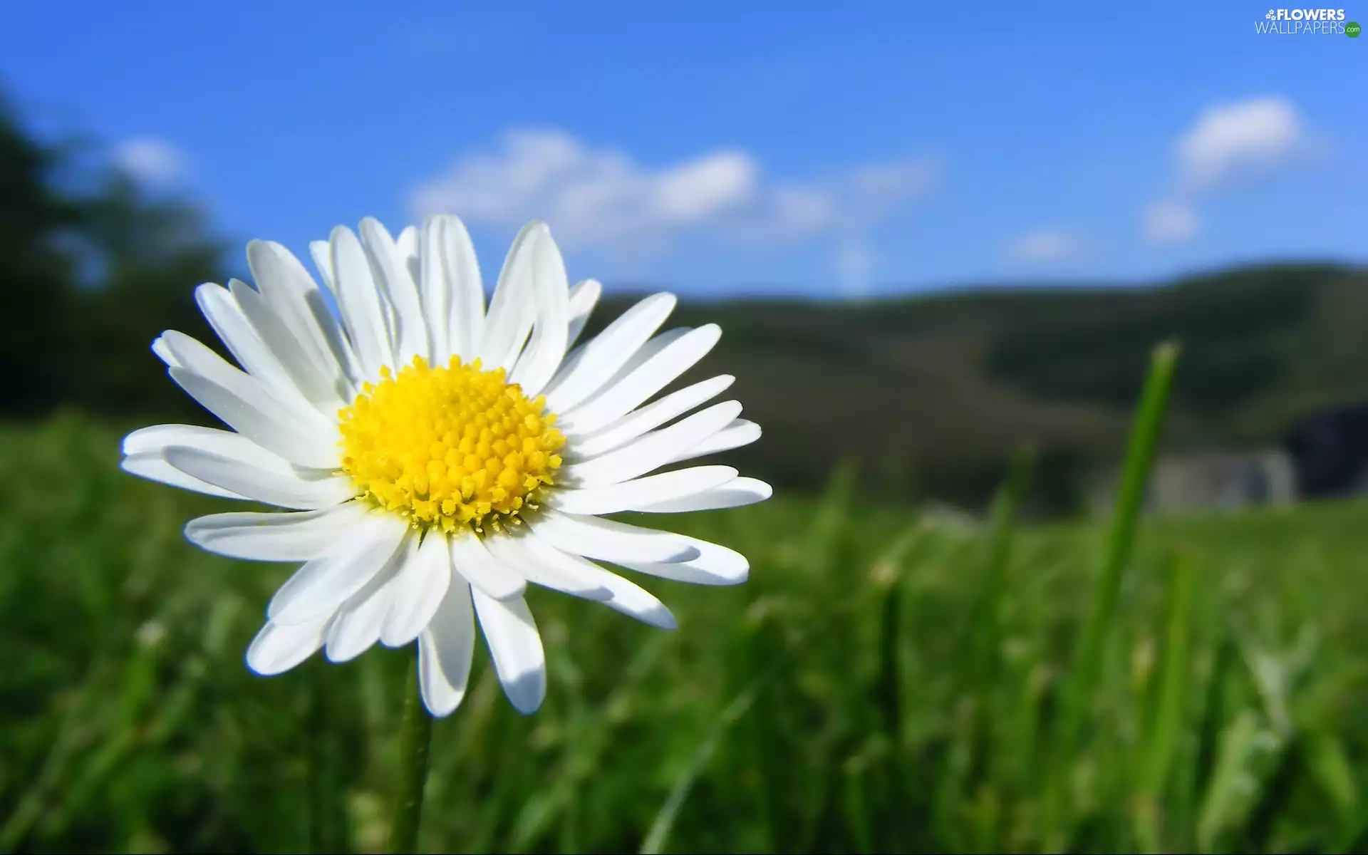 Meadow, Colourfull Flowers, daisy