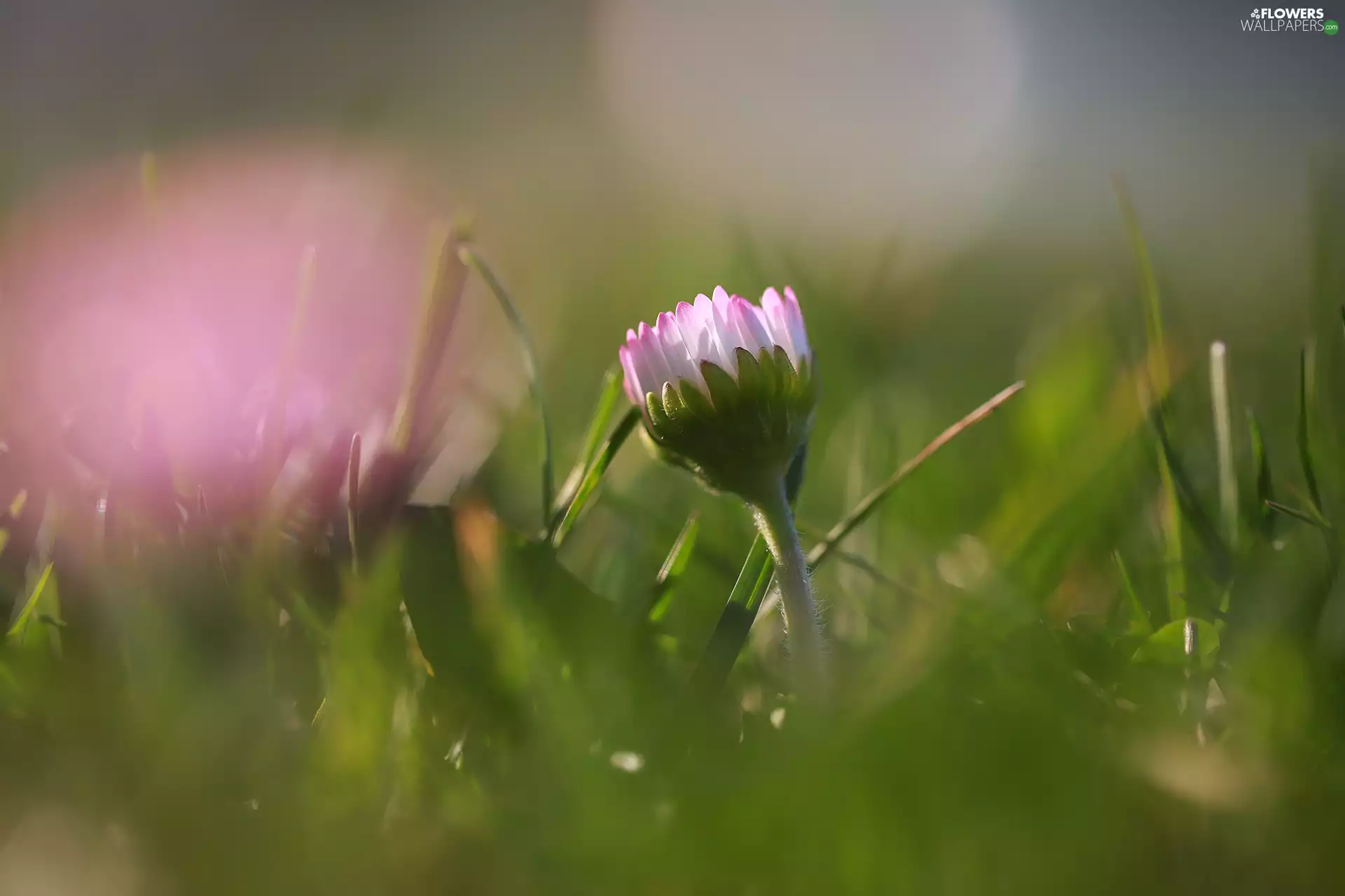 Colourfull Flowers, Pink, daisy