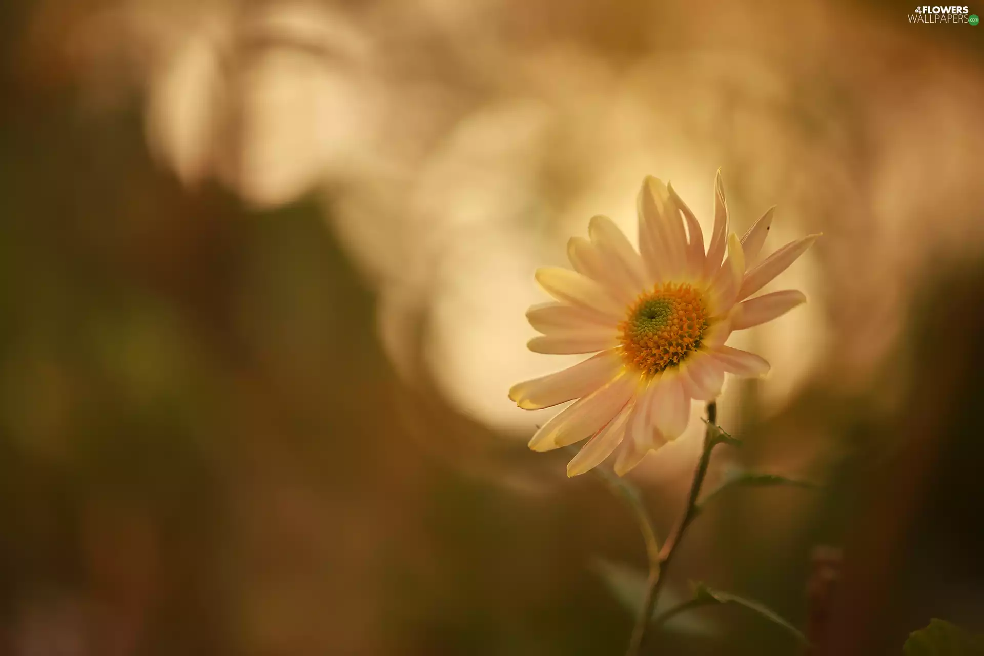 Colourfull Flowers, White, Daisy