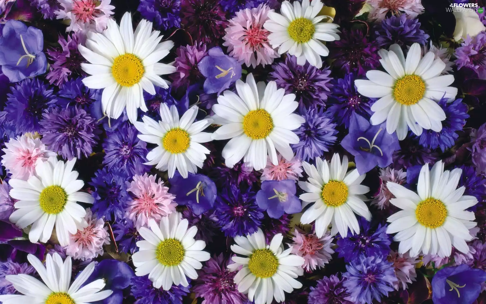 daisy, cornflowers