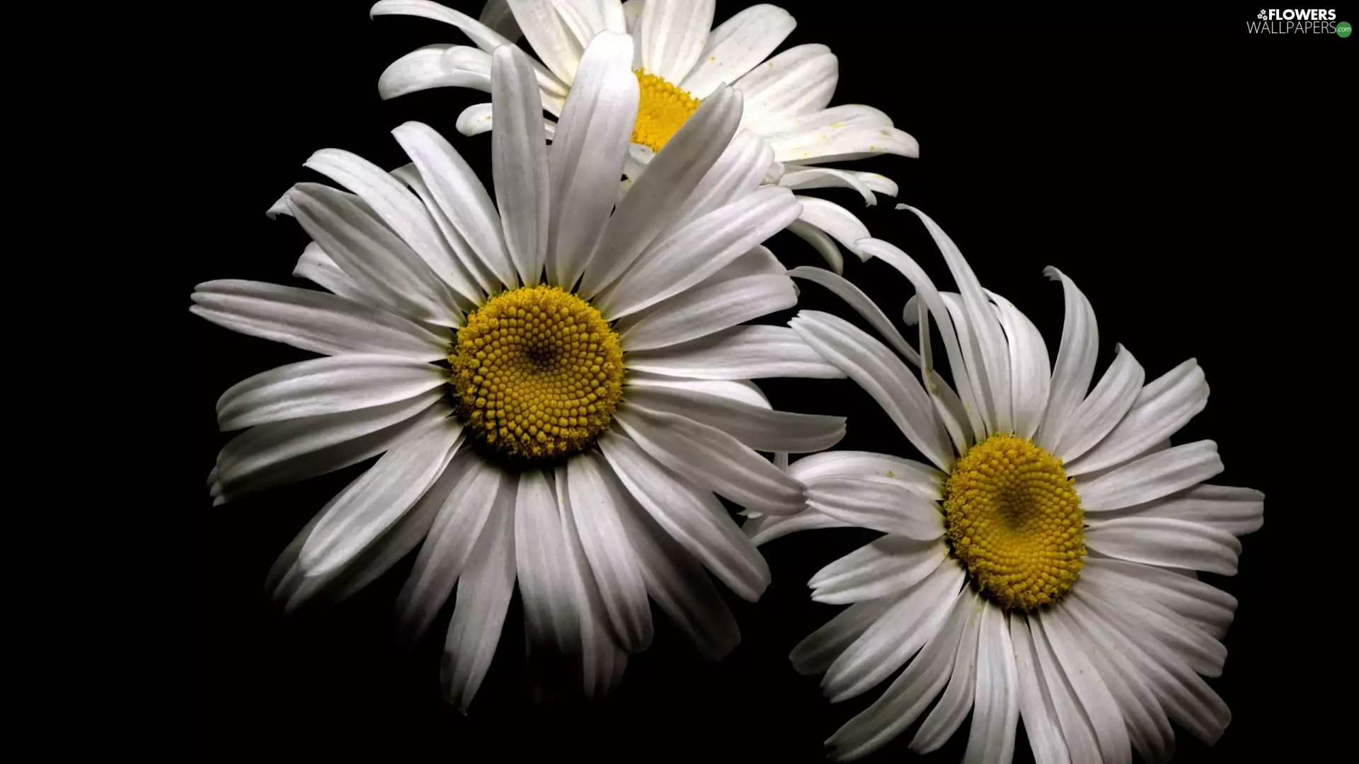 Dark Background, Flowers, daisy