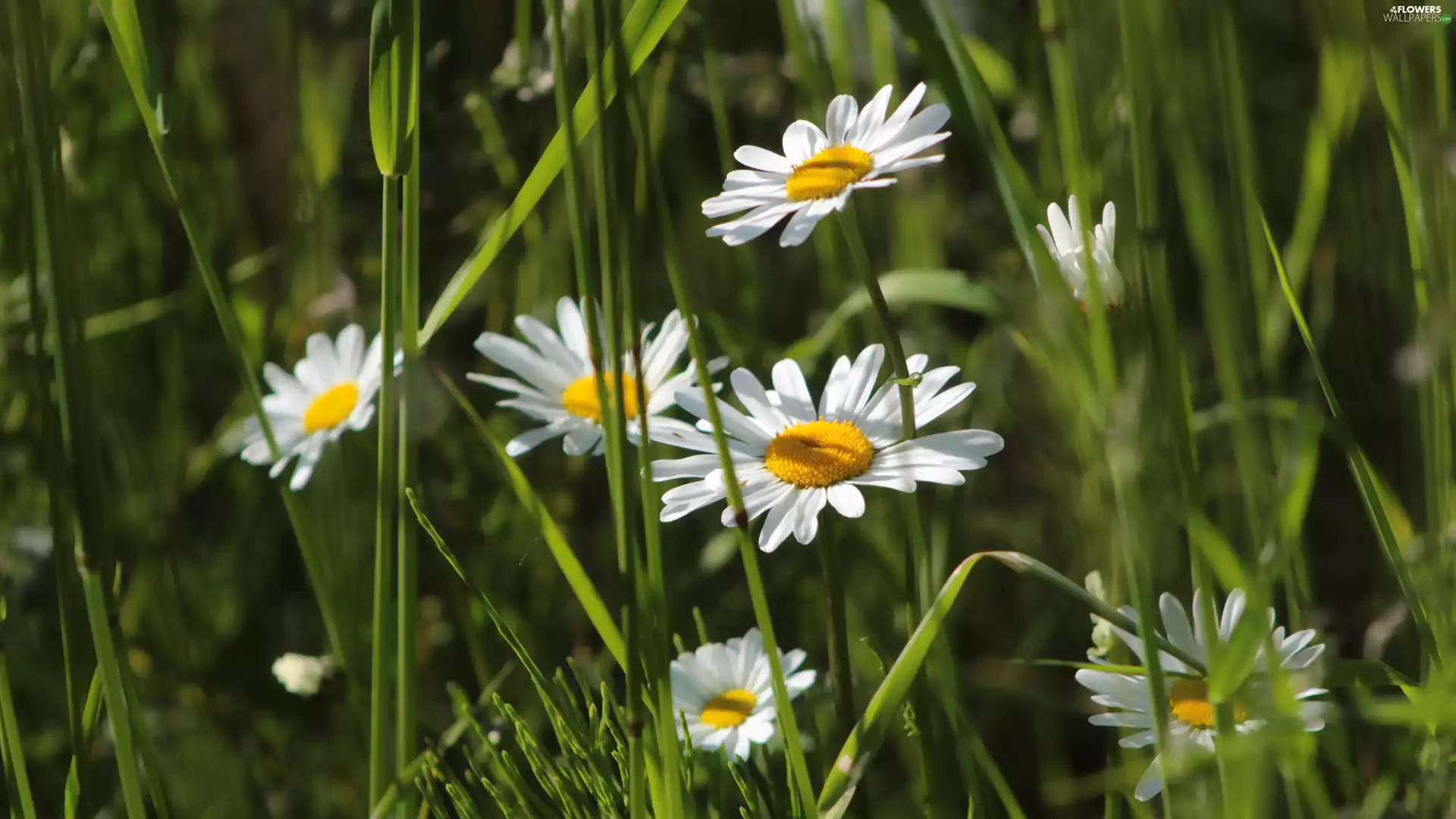 flourishing, grass, rapprochement, daisy