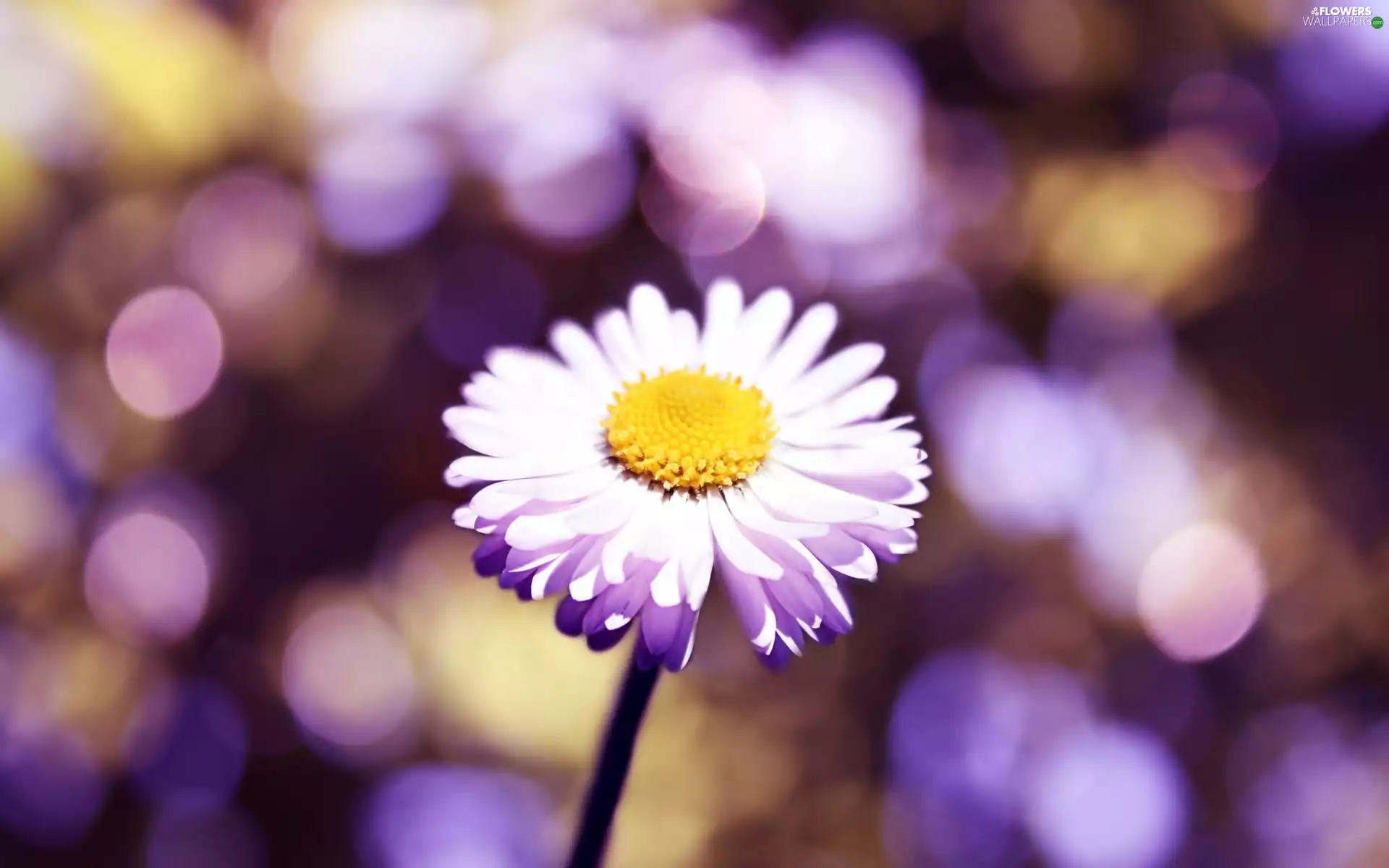 Flower, Close, glamour, daisy