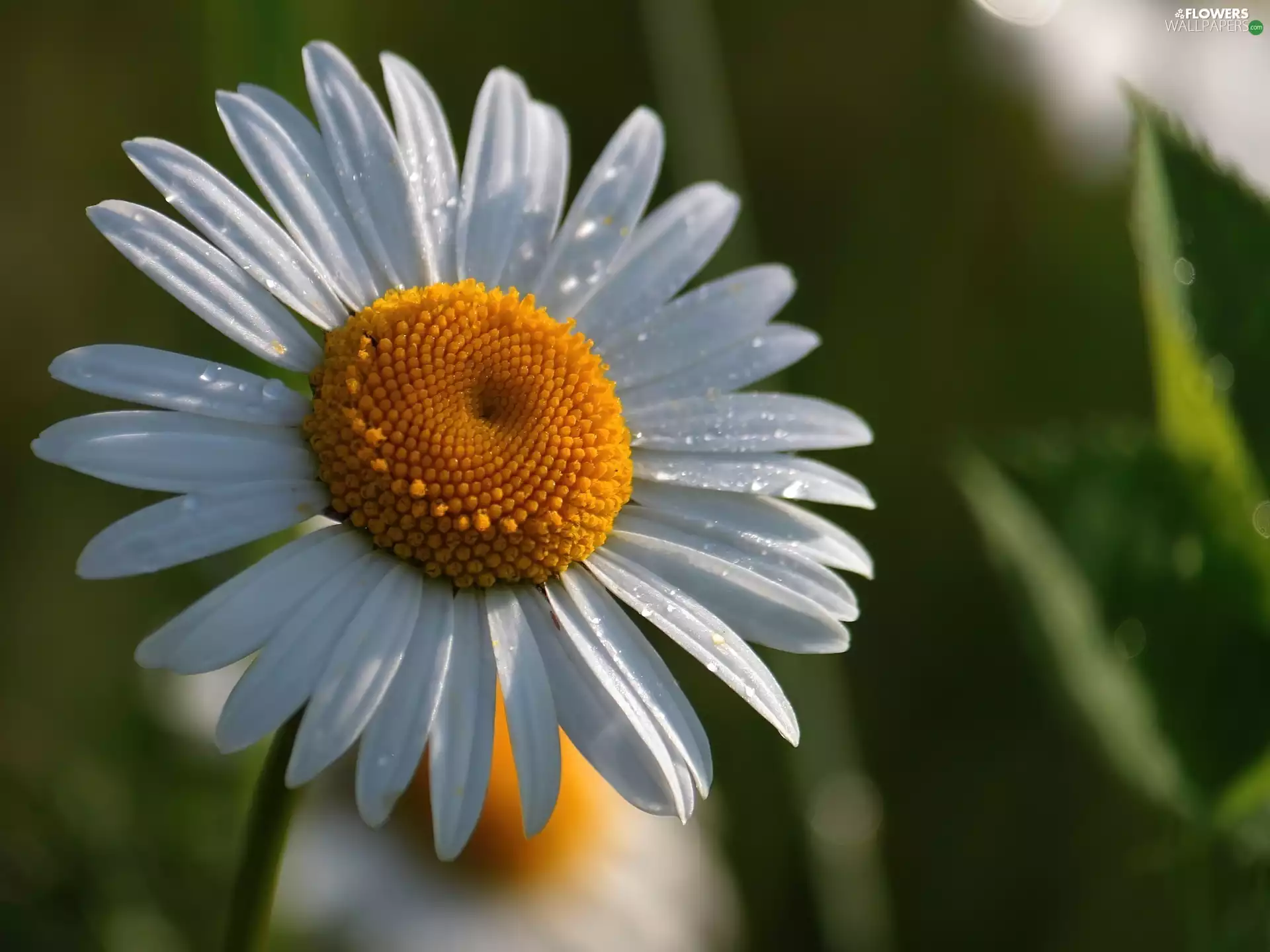 Daisy, White, Flower