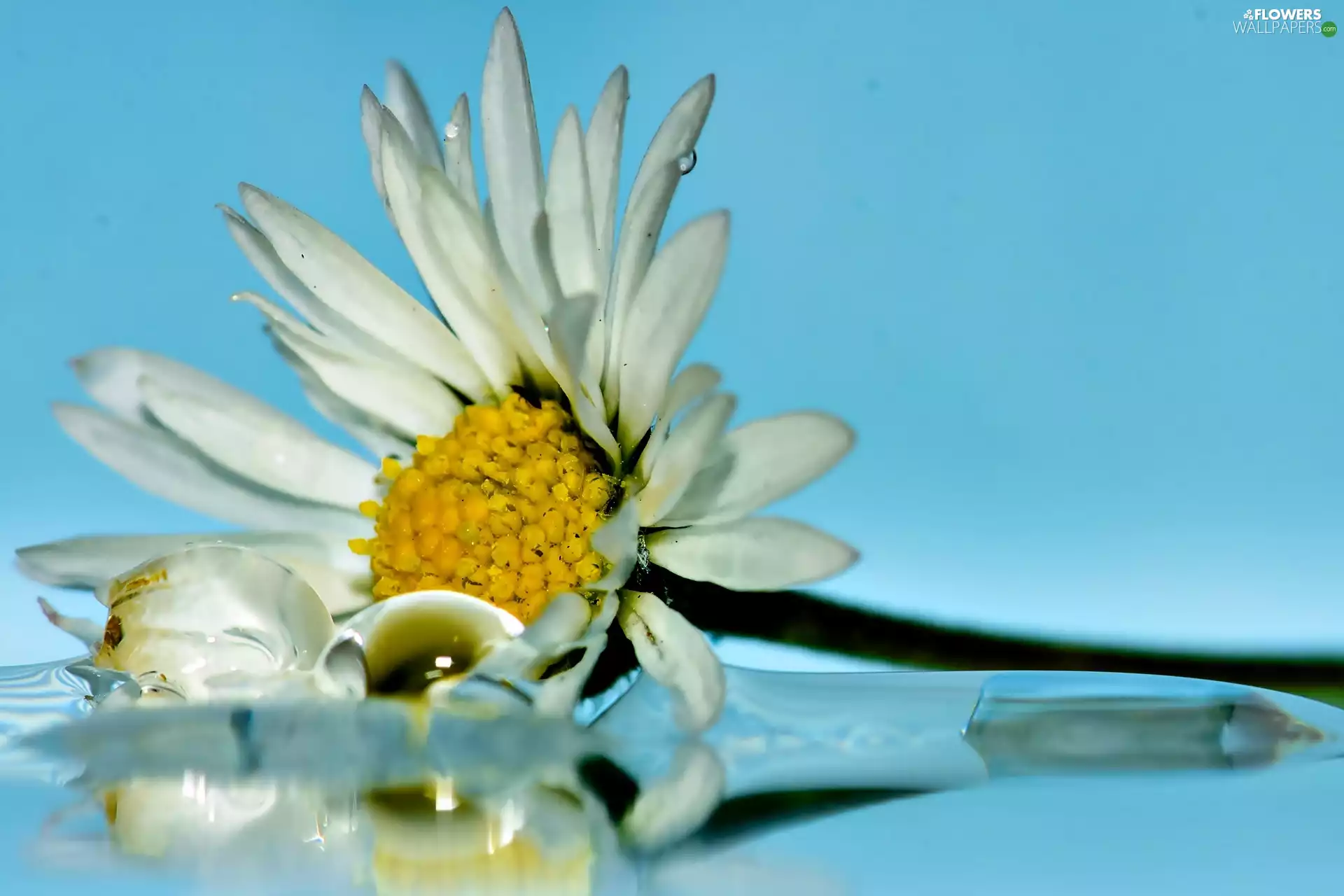 Daisy, White, Flower