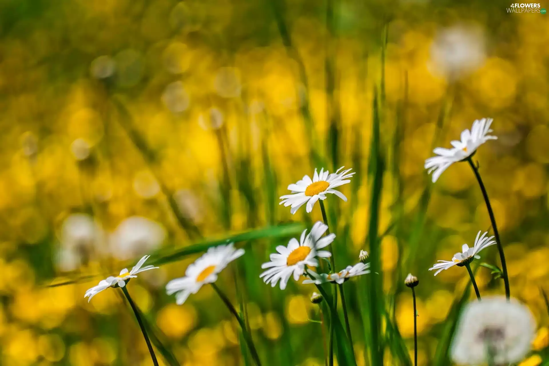Flowers, daisy