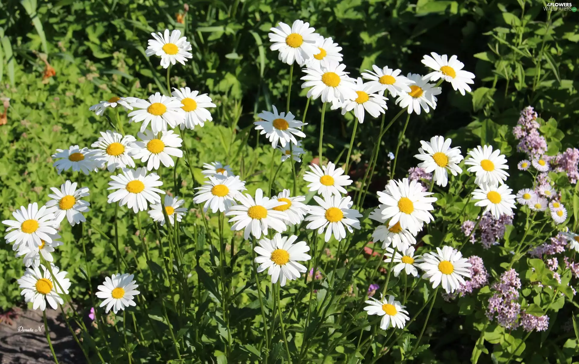 daisy, Flowers