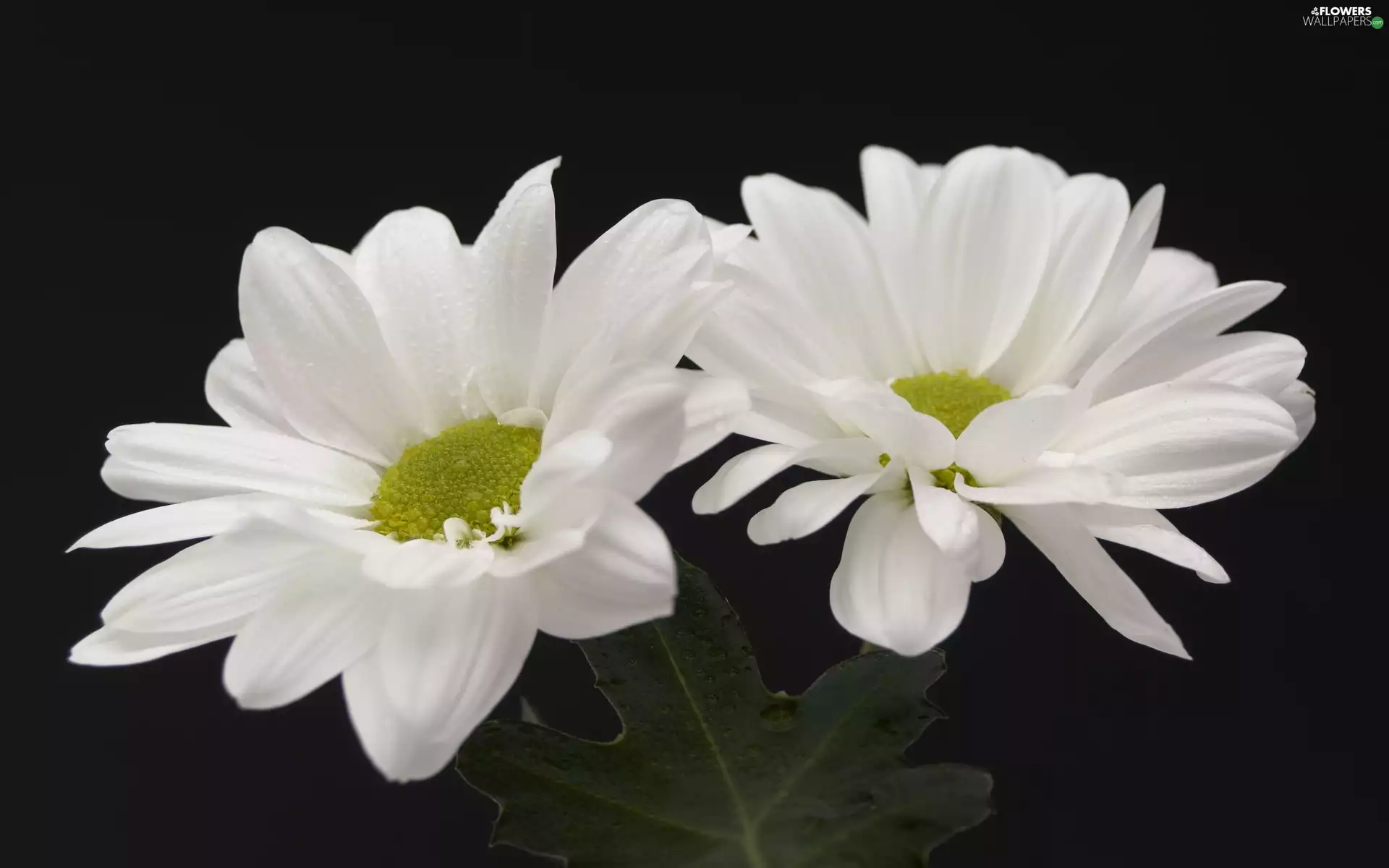 Flowers, dark, background, daisy