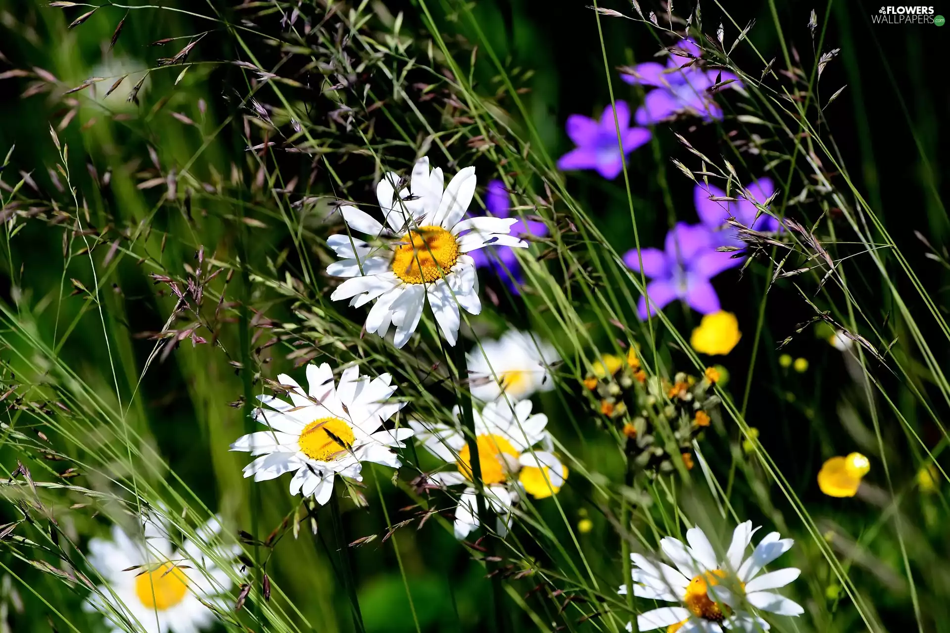 Flowers, grass, blades, daisy