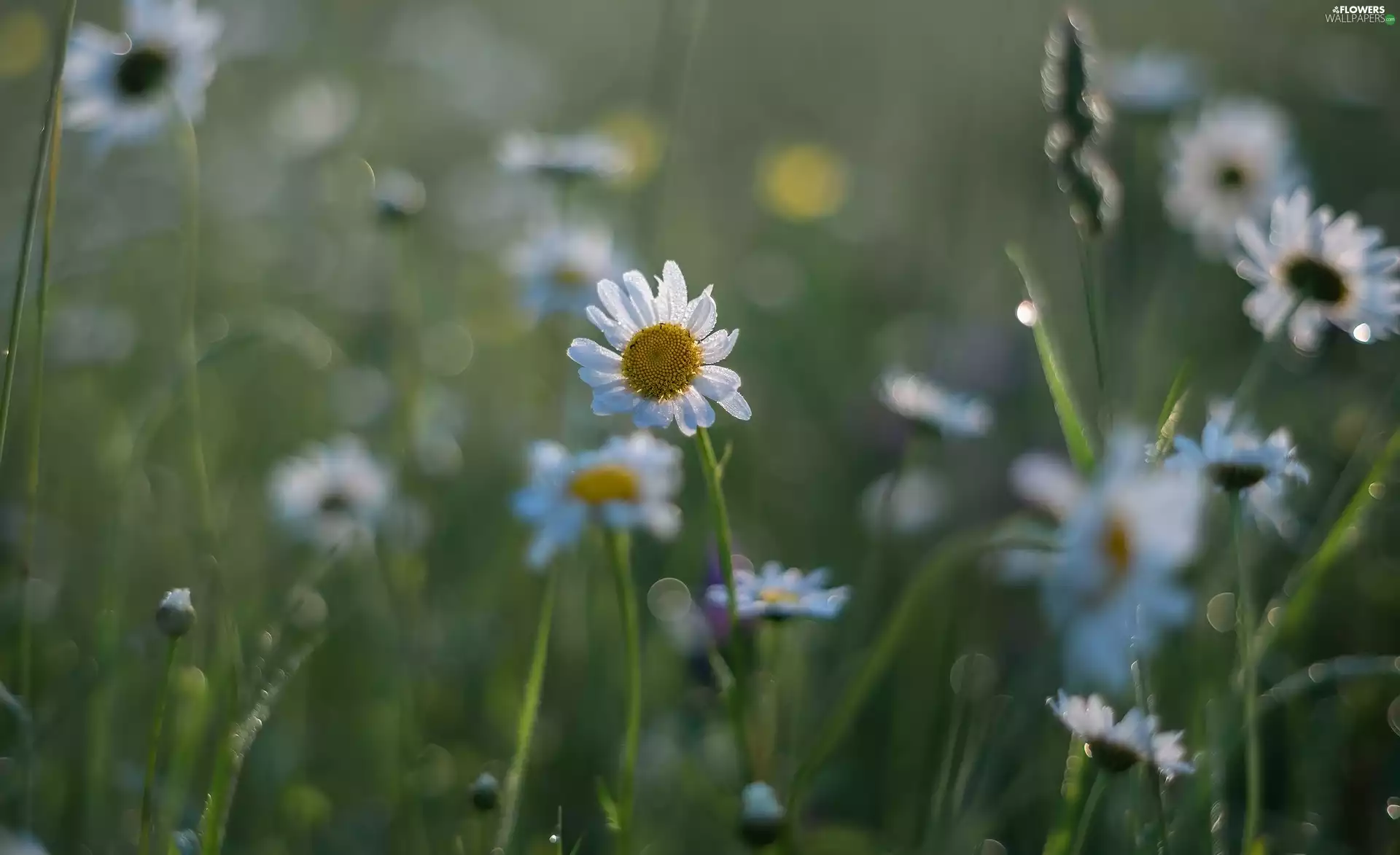 Flowers, grass, blur, daisy