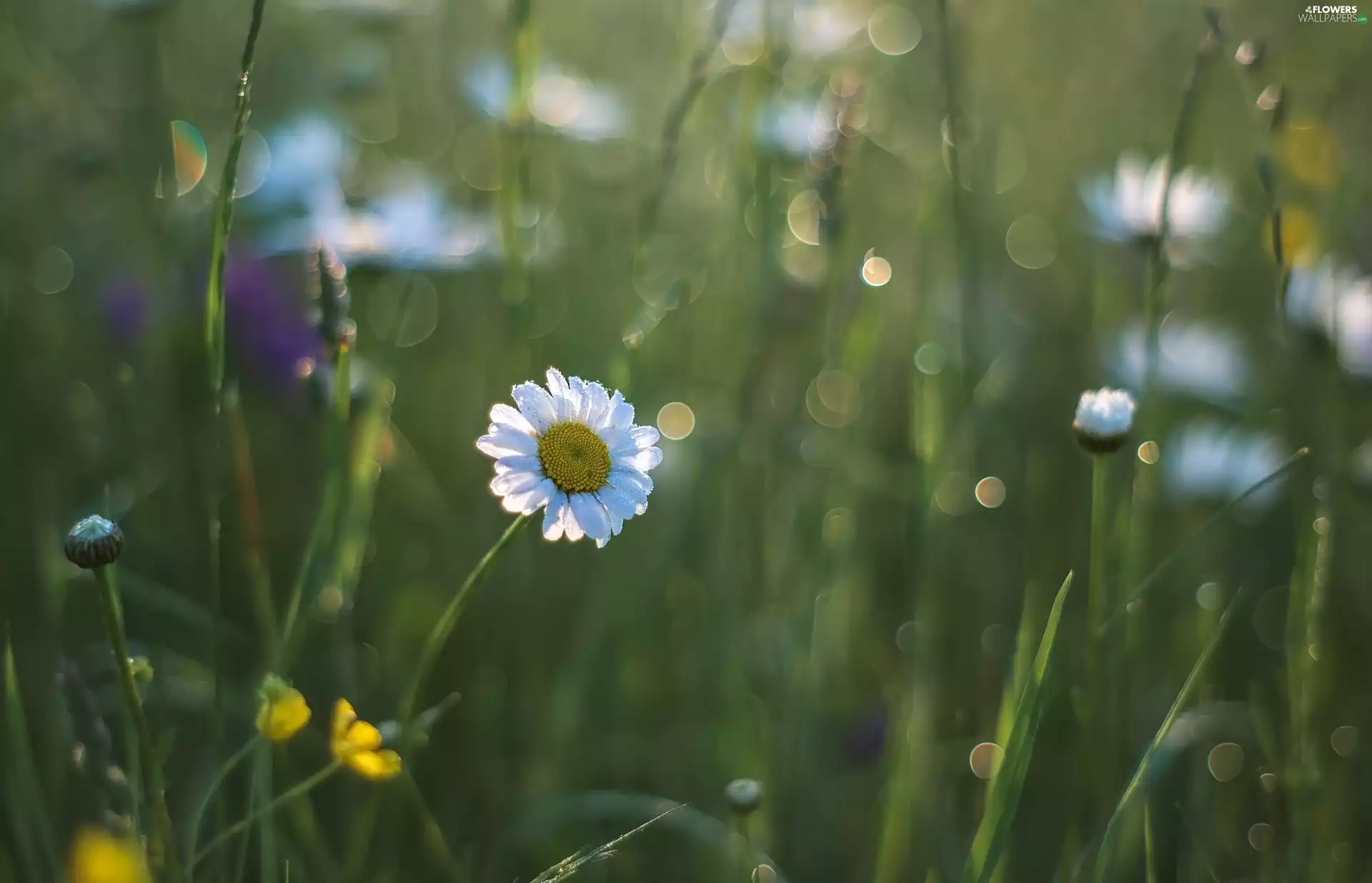 Flowers, chrysanthemums, Buds, daisy