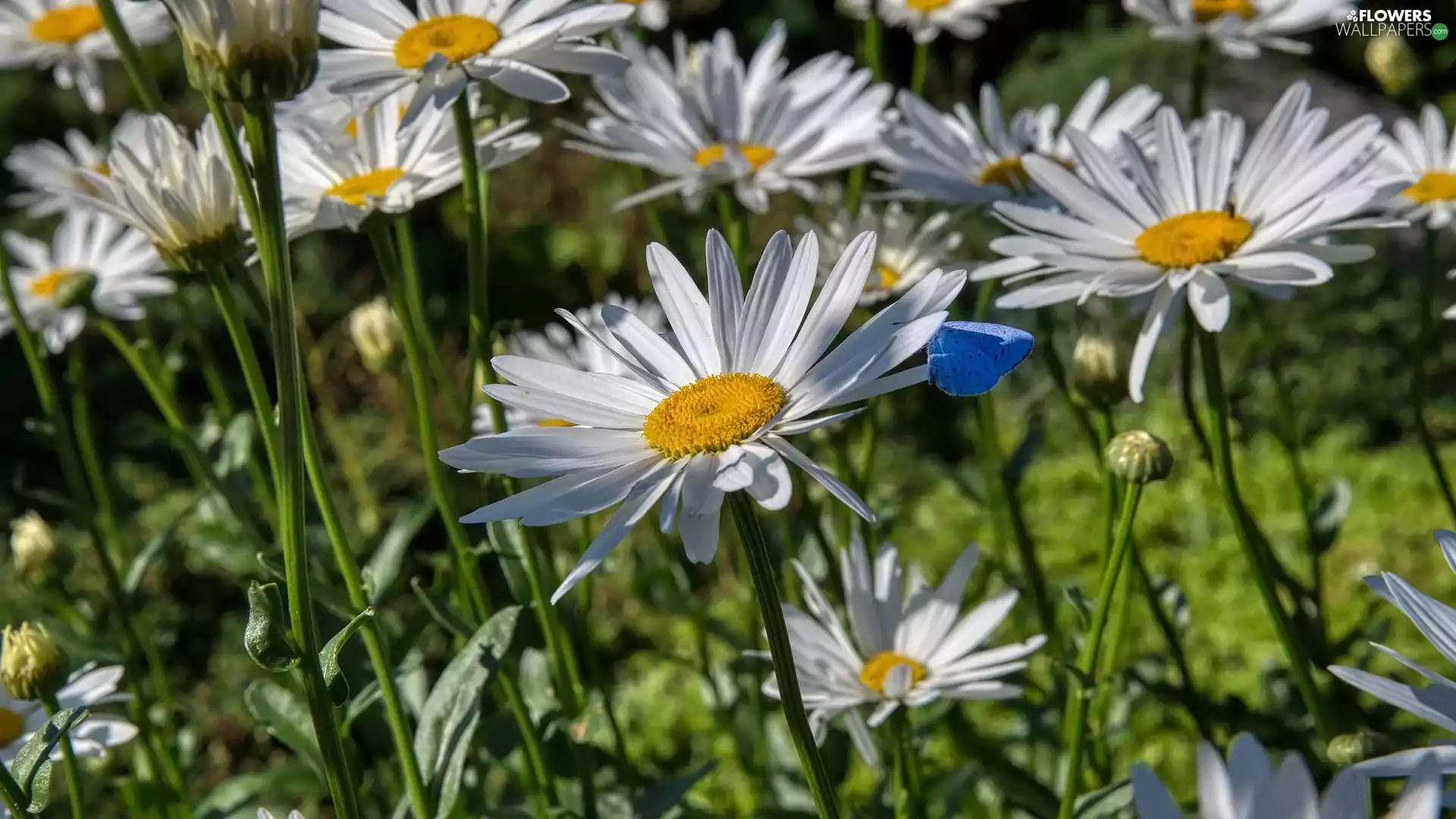 Flowers, blue, butterfly, daisy
