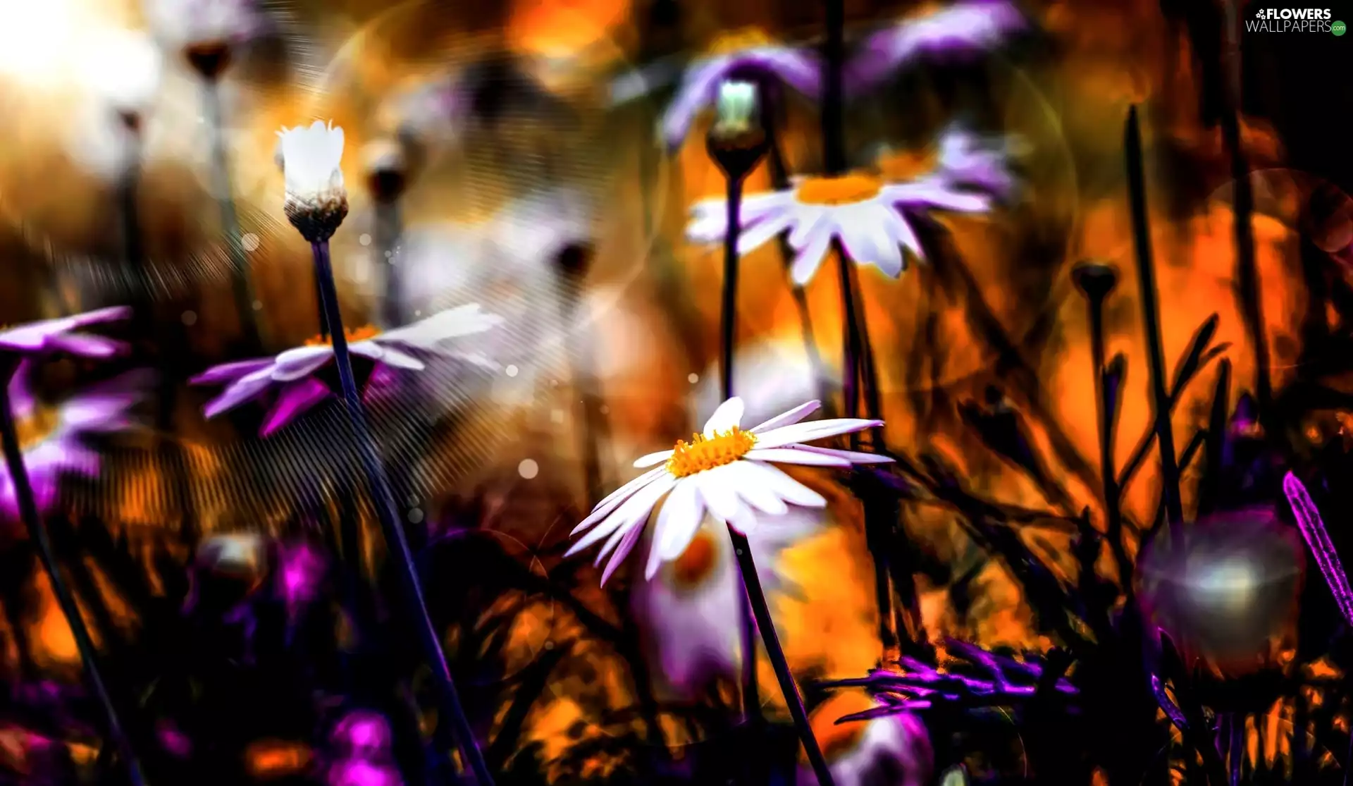 daisy, Close, Flowers