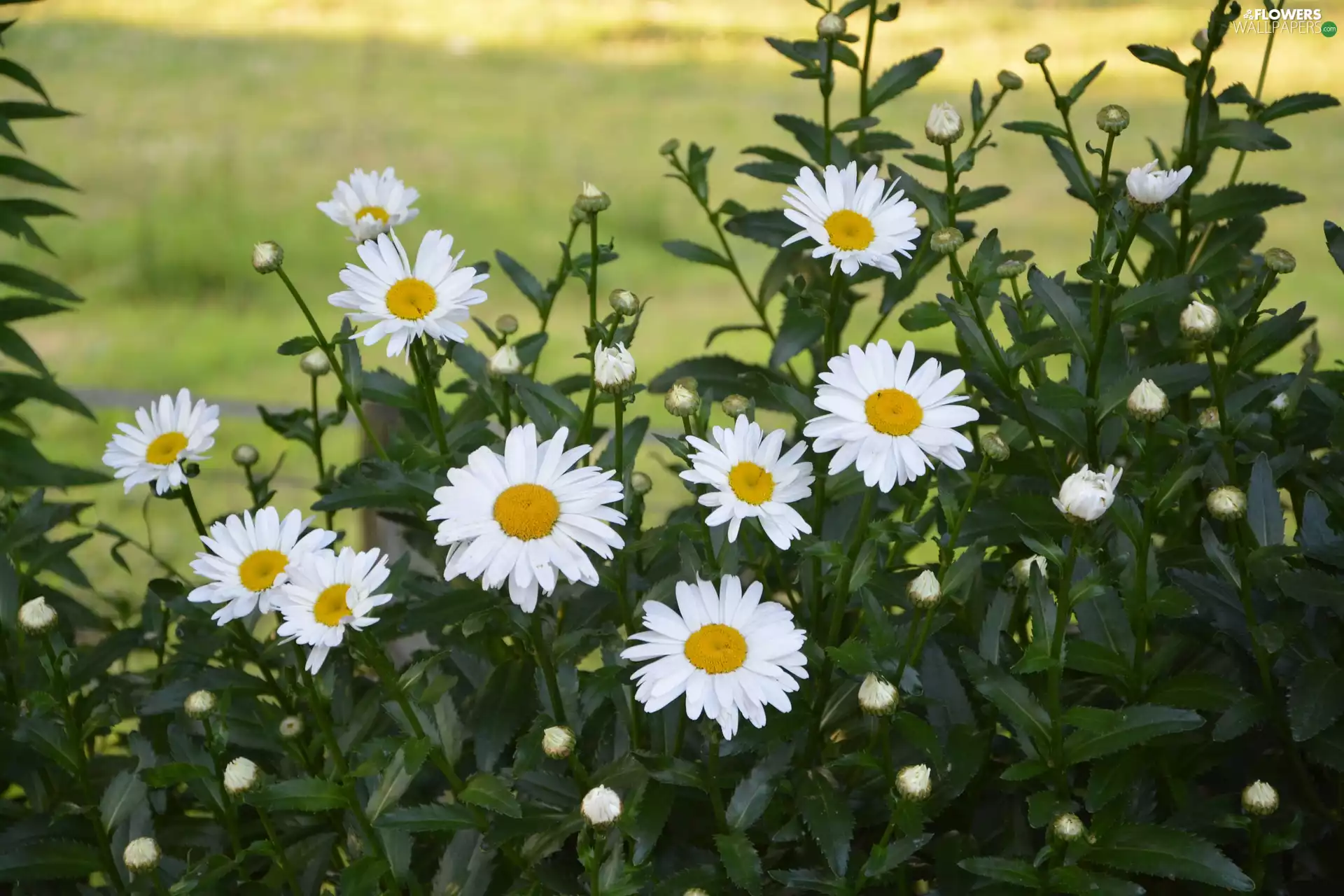 Flowers, chrysanthemums, clump, daisy