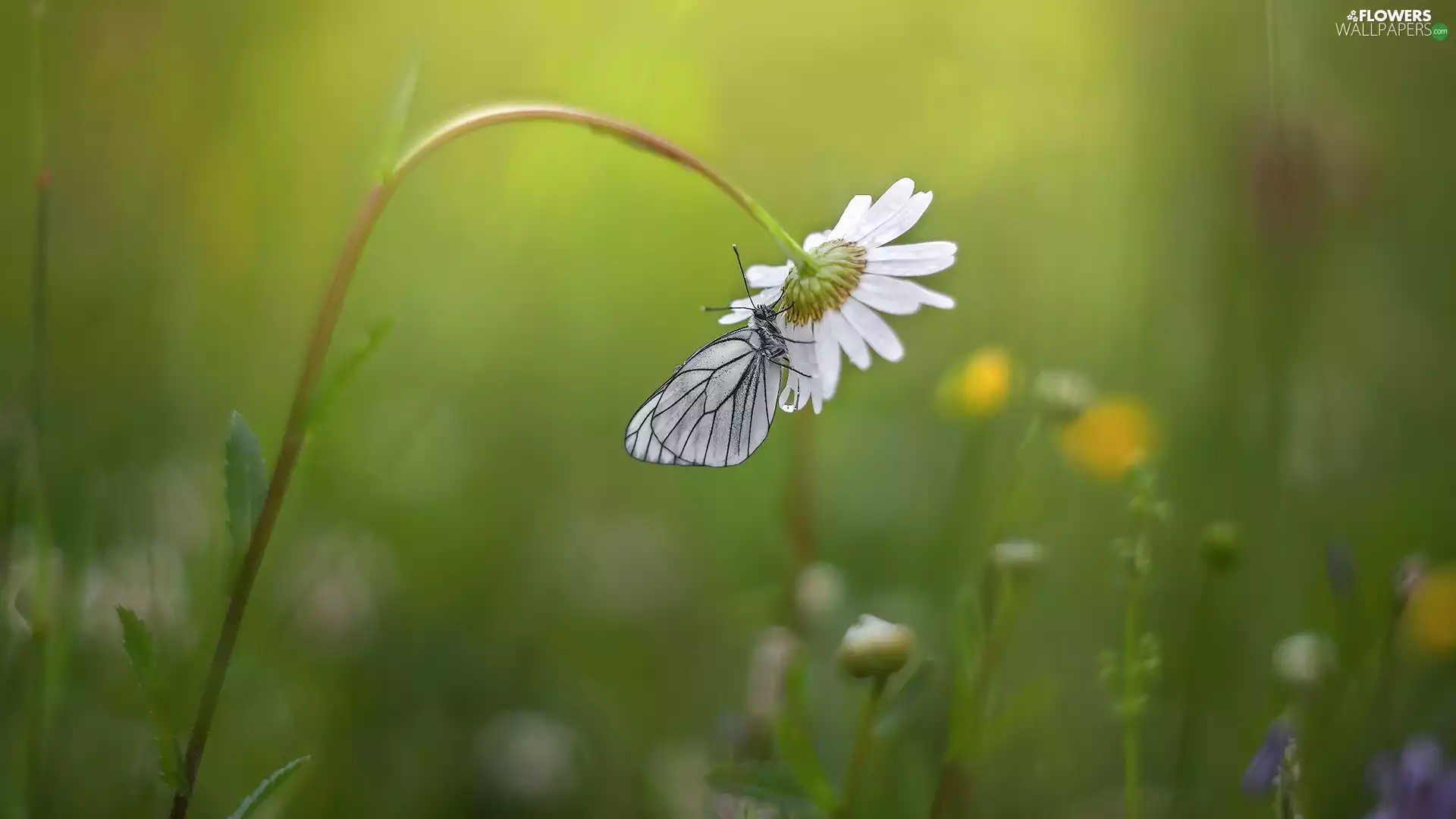 butterfly, Colourfull Flowers, Daisy, Black-veined White