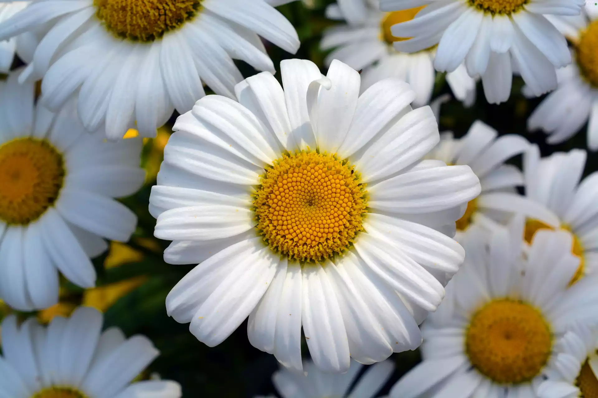 daisy, Daisy Flowers